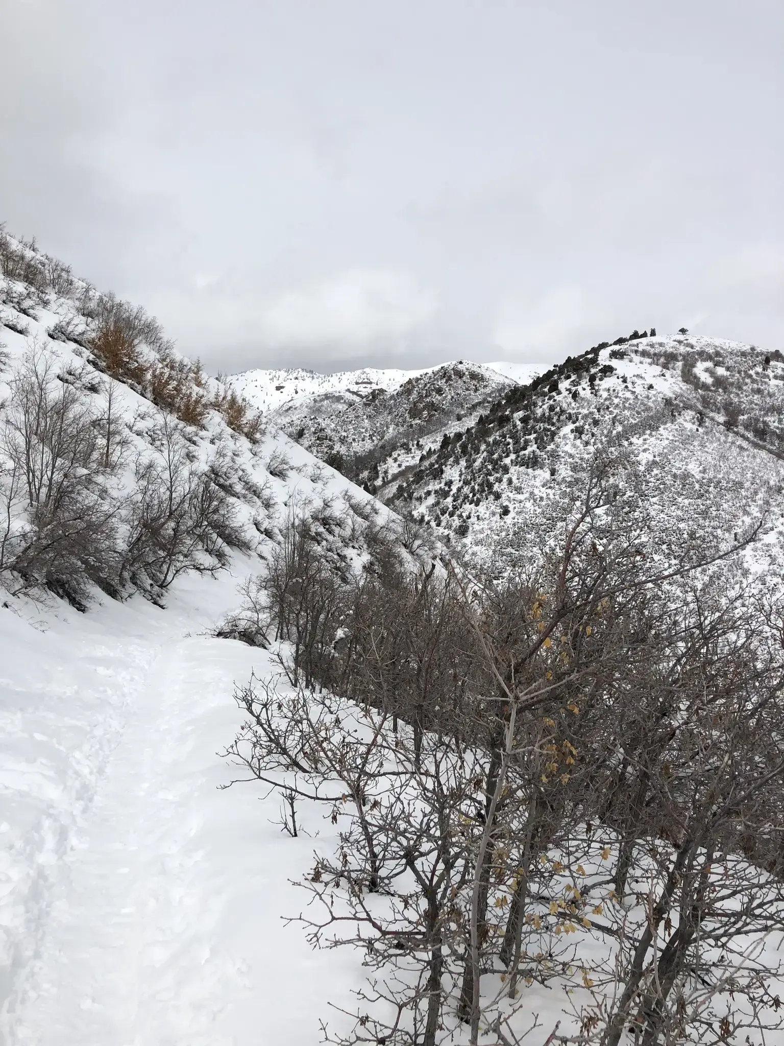 A snow-covered mountain path winds through bare trees on an overcast day.