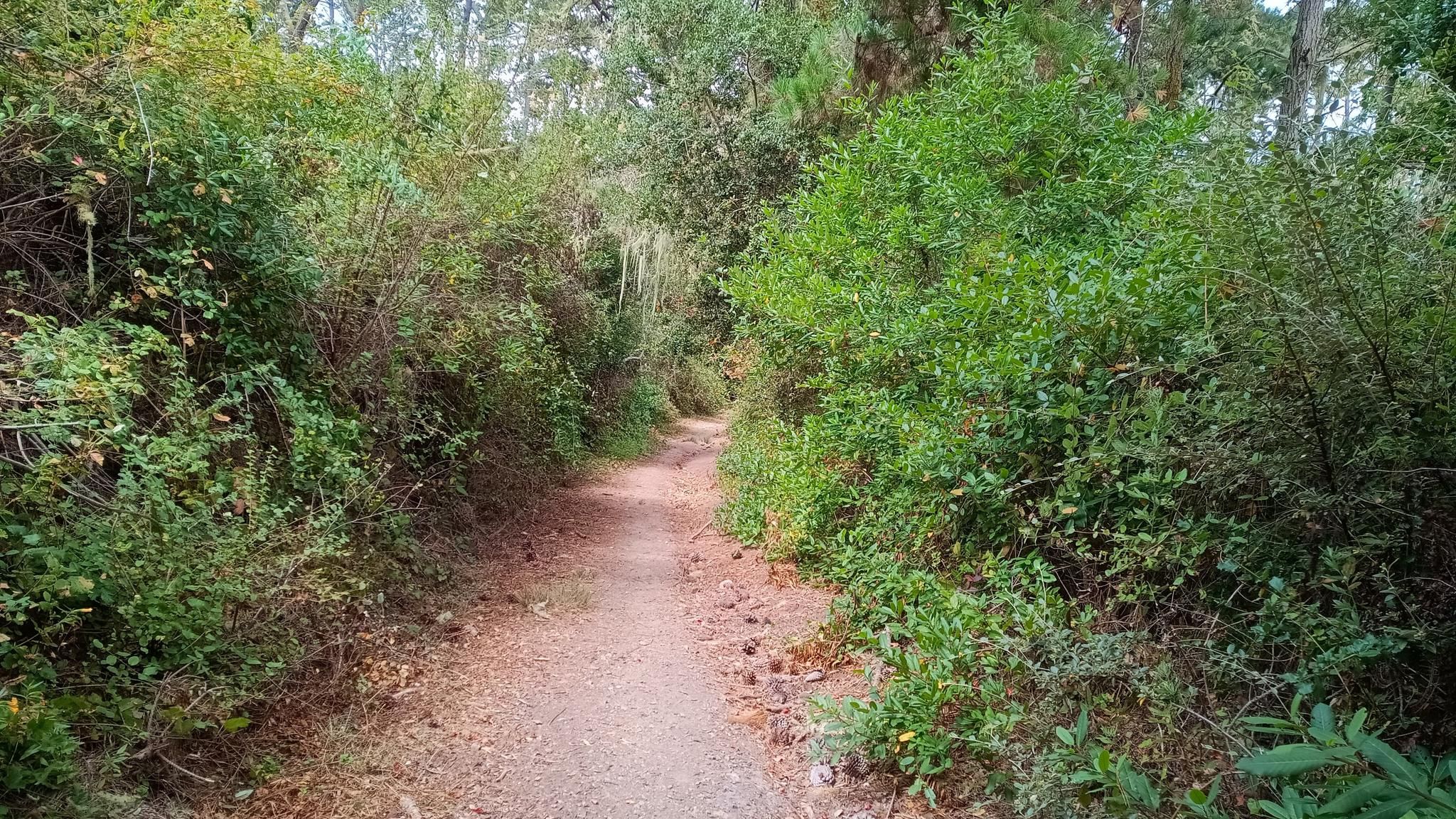 A narrow dirt path winding through dense green forest under dappled light. - Lower Ridge, Rhus, and Coffeeberry Loop
