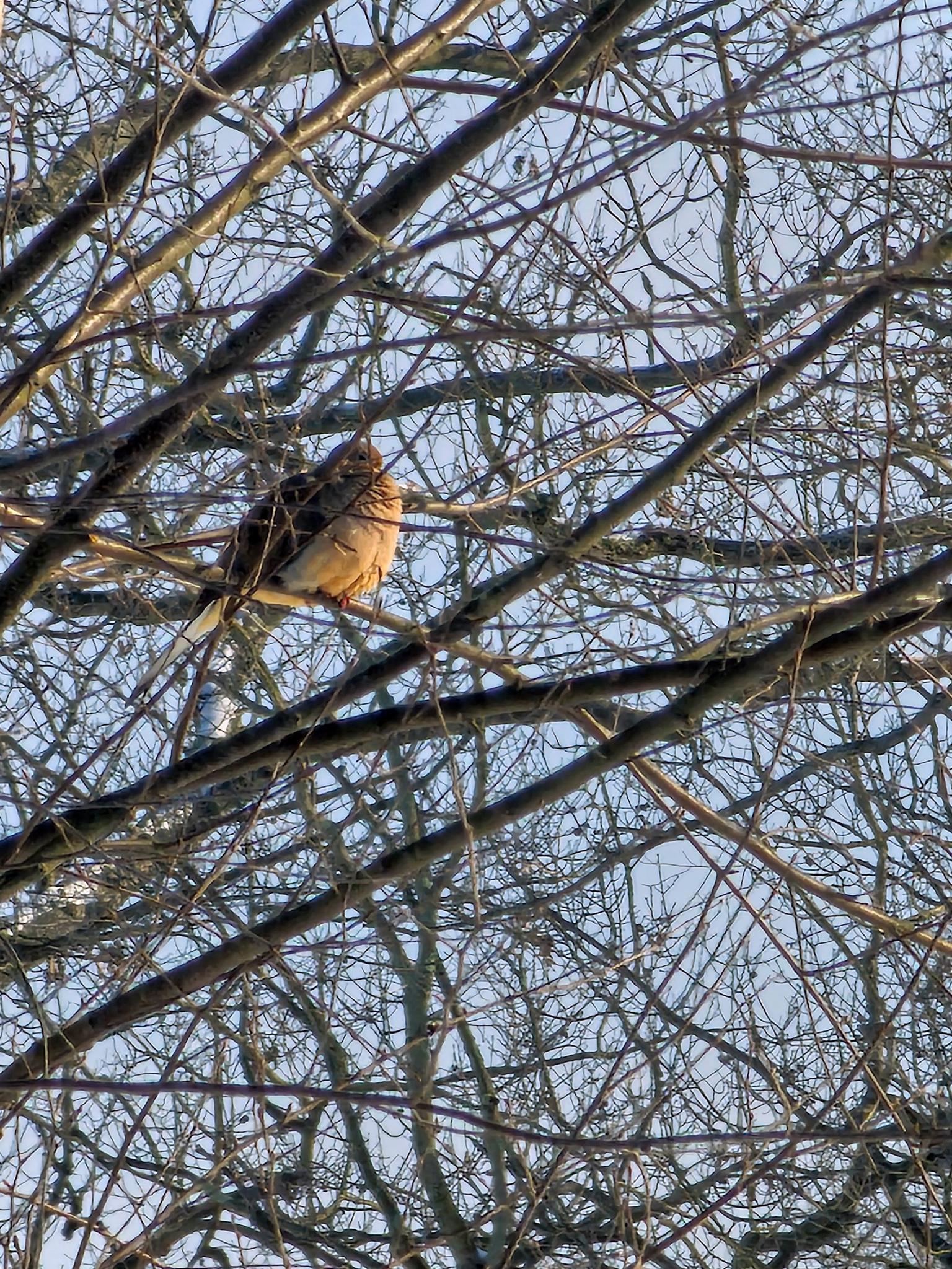 A small brown bird perches among bare tree branches against a bright sky.