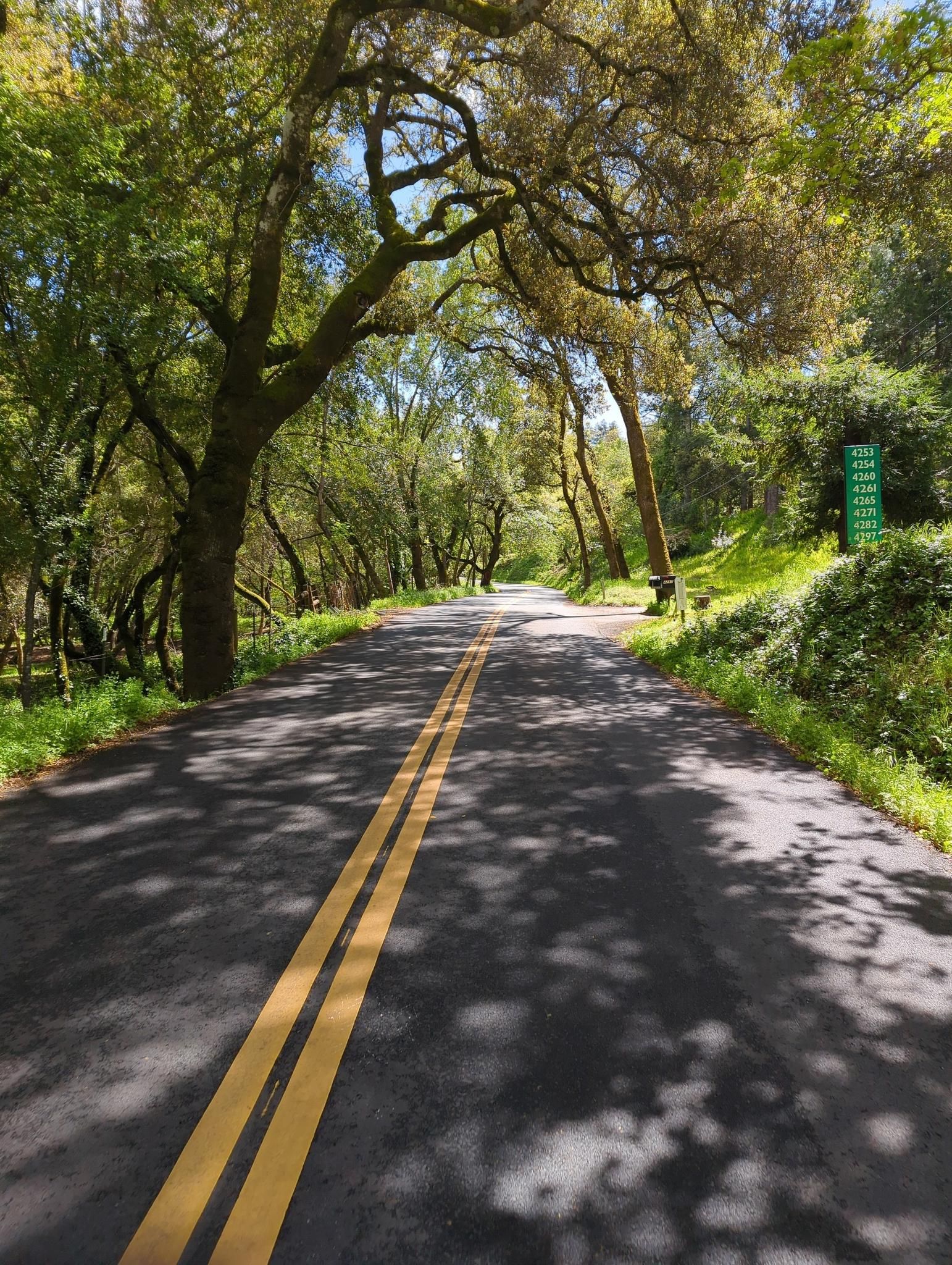 Sunny paved road with double yellow lines, shaded by a canopy of green trees. - Trinity Road – Napa vineyards loop from Corner of fire station