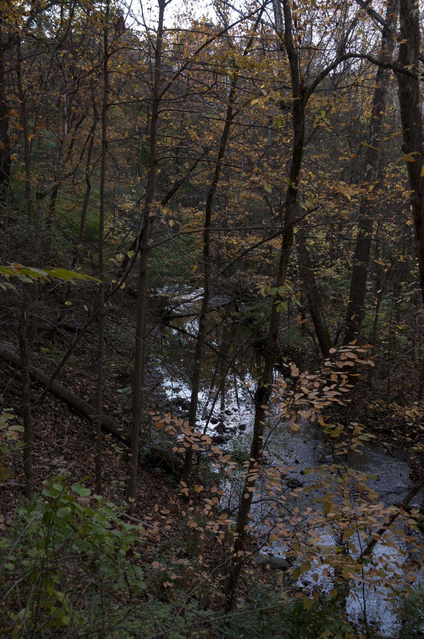 Dim light in a dense forest with a small stream flowing through.