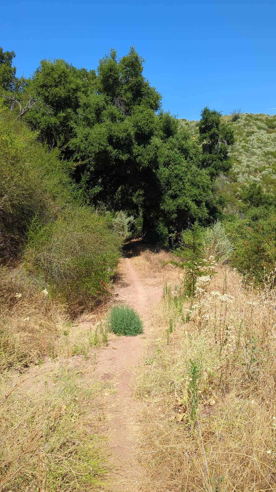 Narrow dirt path through dry grass and green trees on a sunny day.