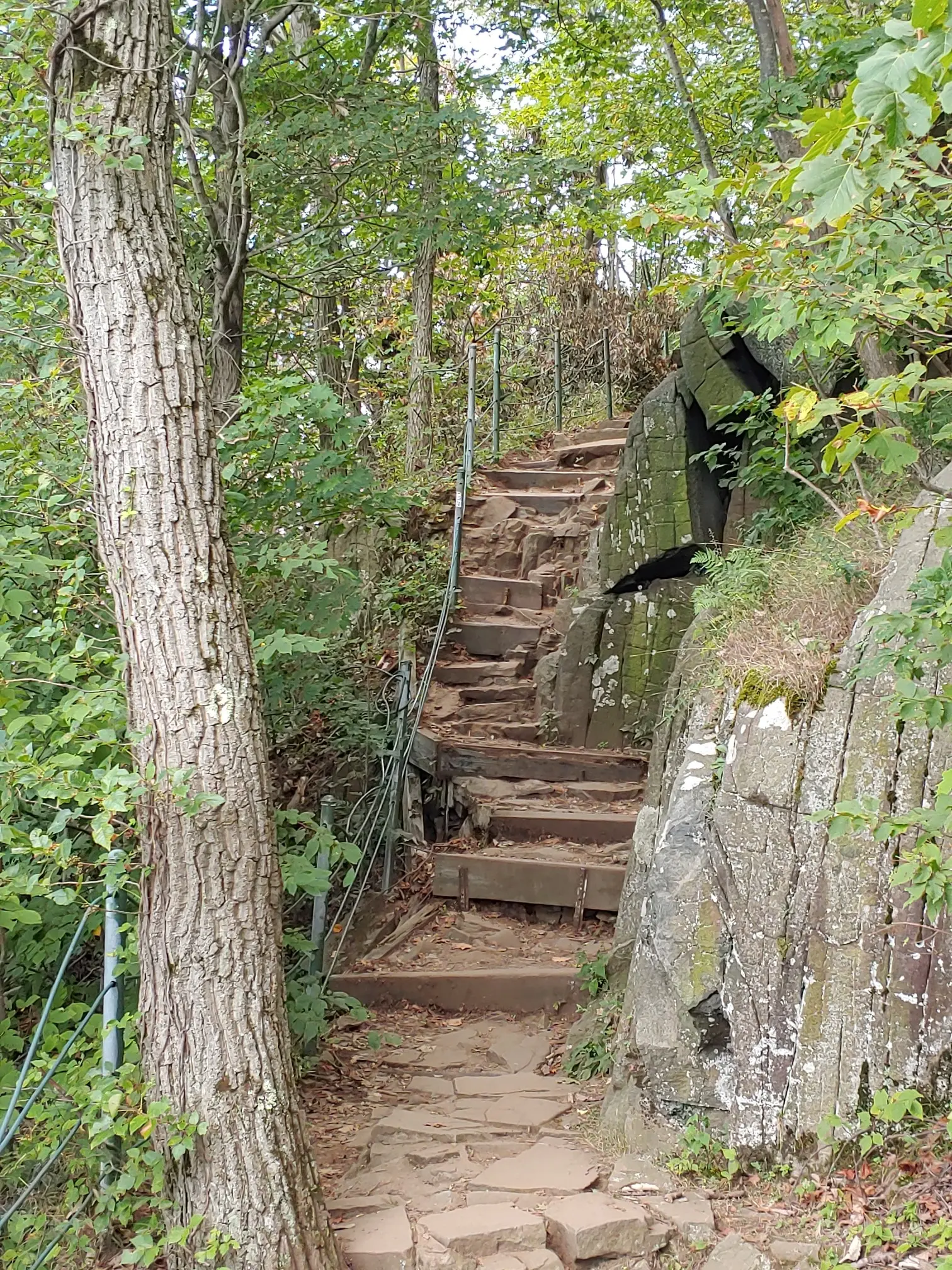 Steep wooden stairs ascend a rocky, forested path on an overcast day.