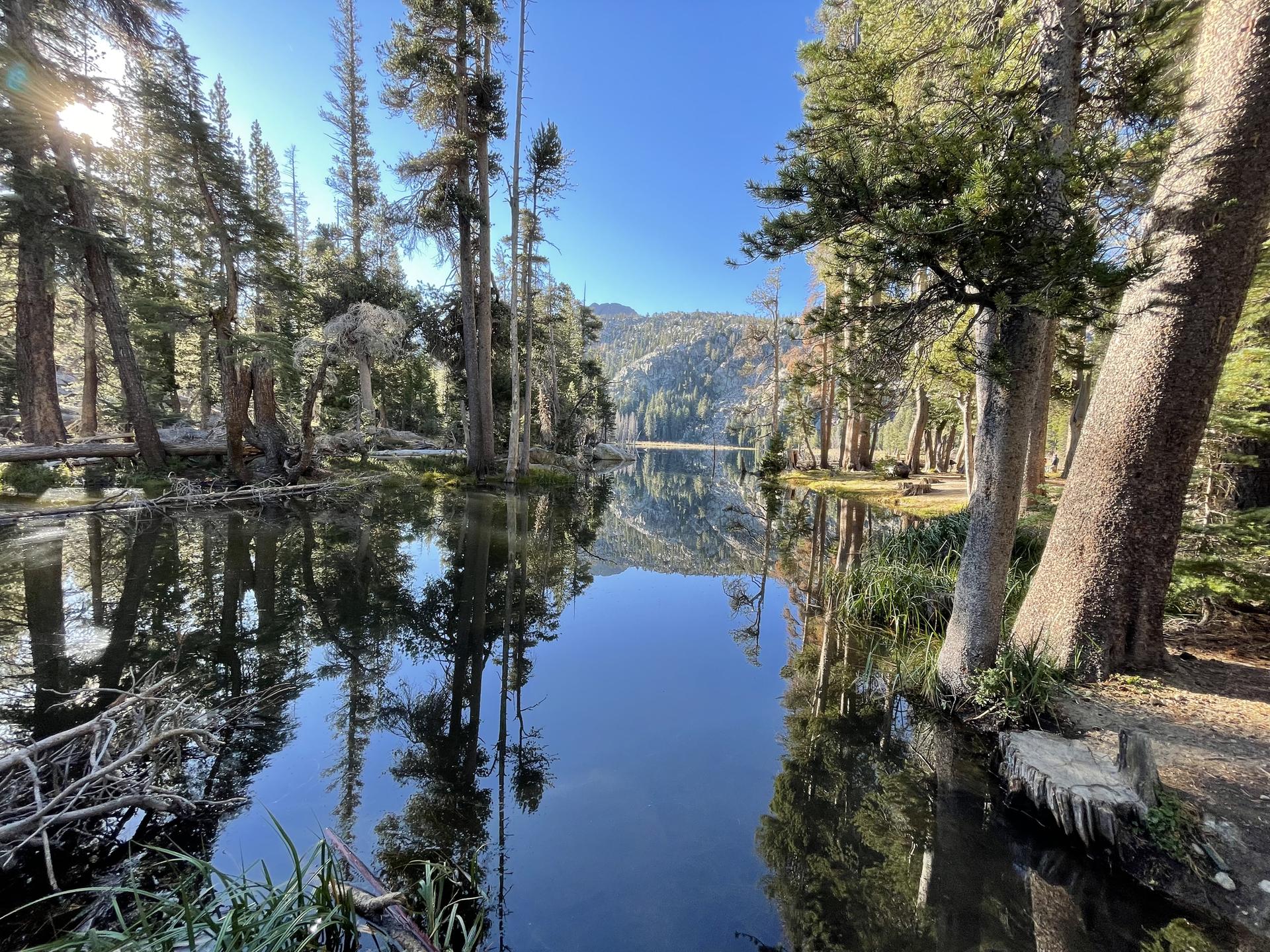 Calm lake reflecting tall pine trees and mountains under a bright sky.