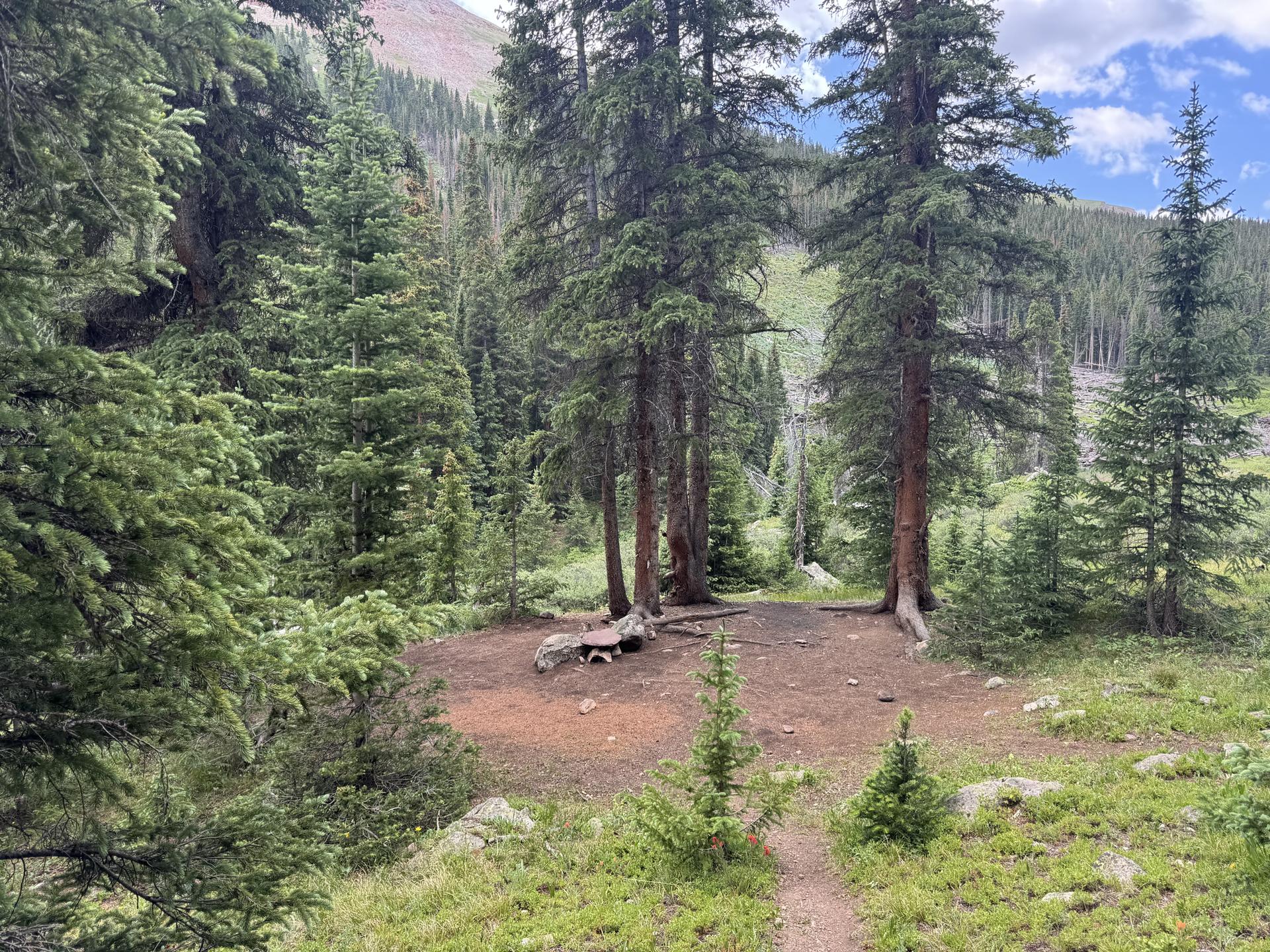A forest clearing with tall pine trees, a dirt patch, and green undergrowth.