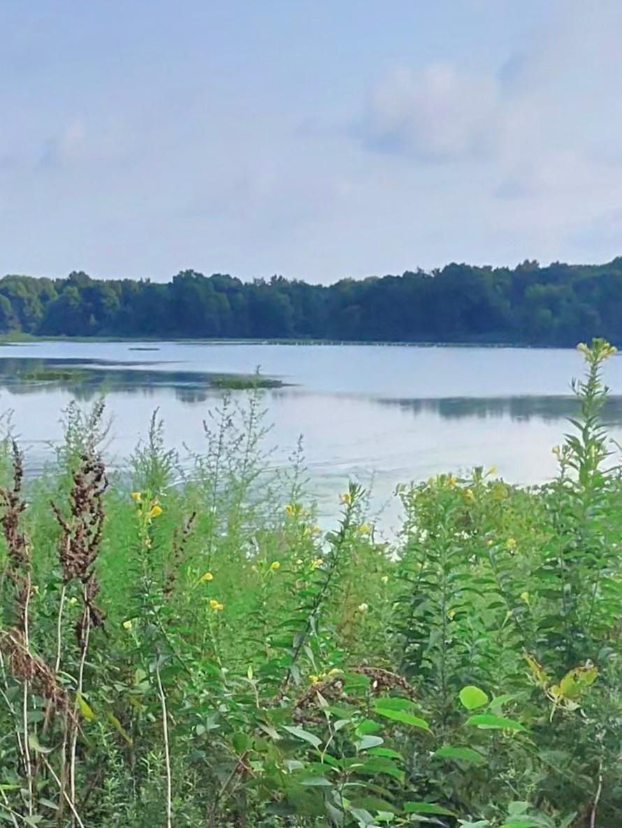 A calm lake seen through tall green and brown plants on a cloudy day.