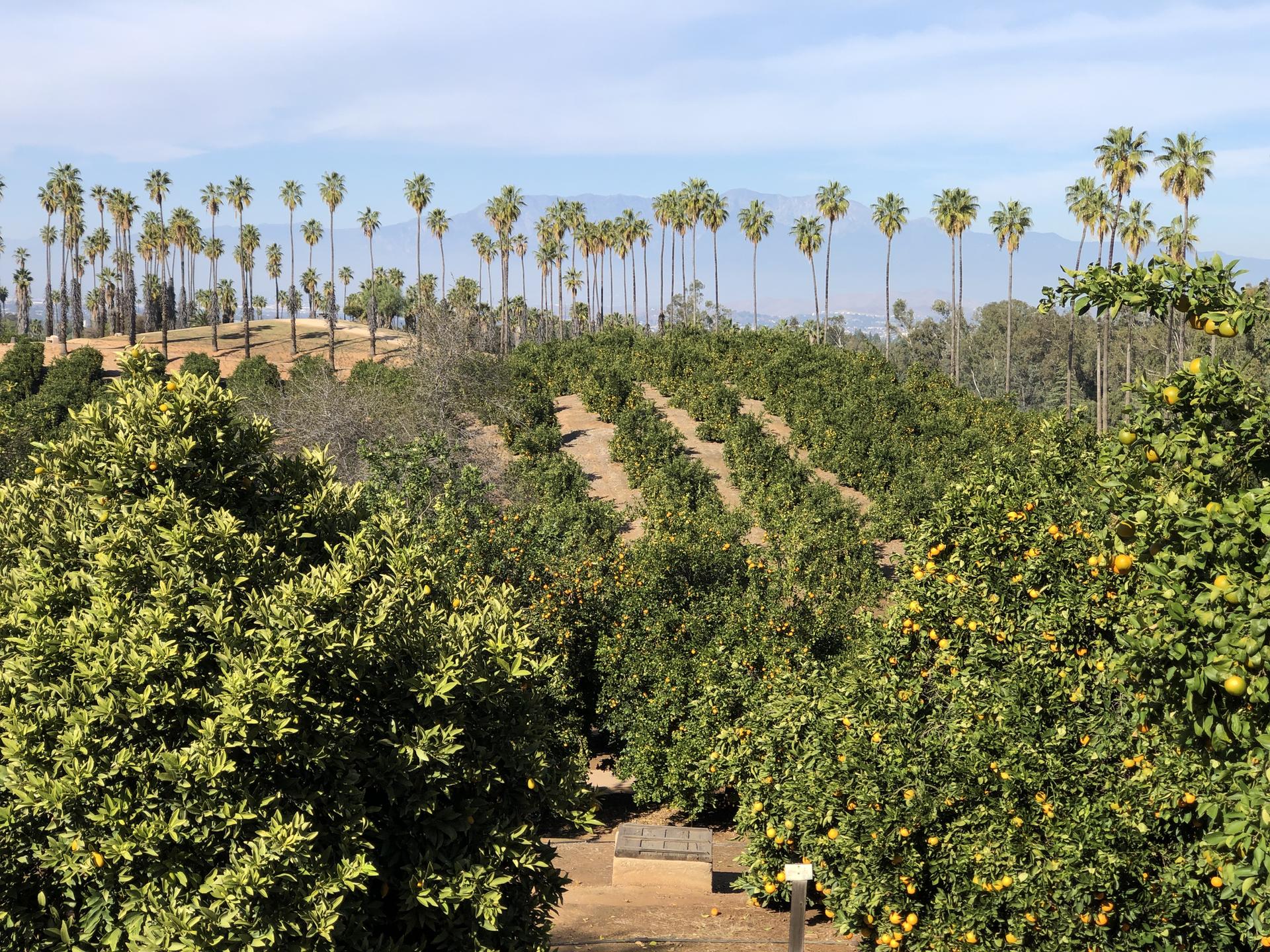 An expansive orchard with rows of fruit trees and tall palm trees under clear skies.