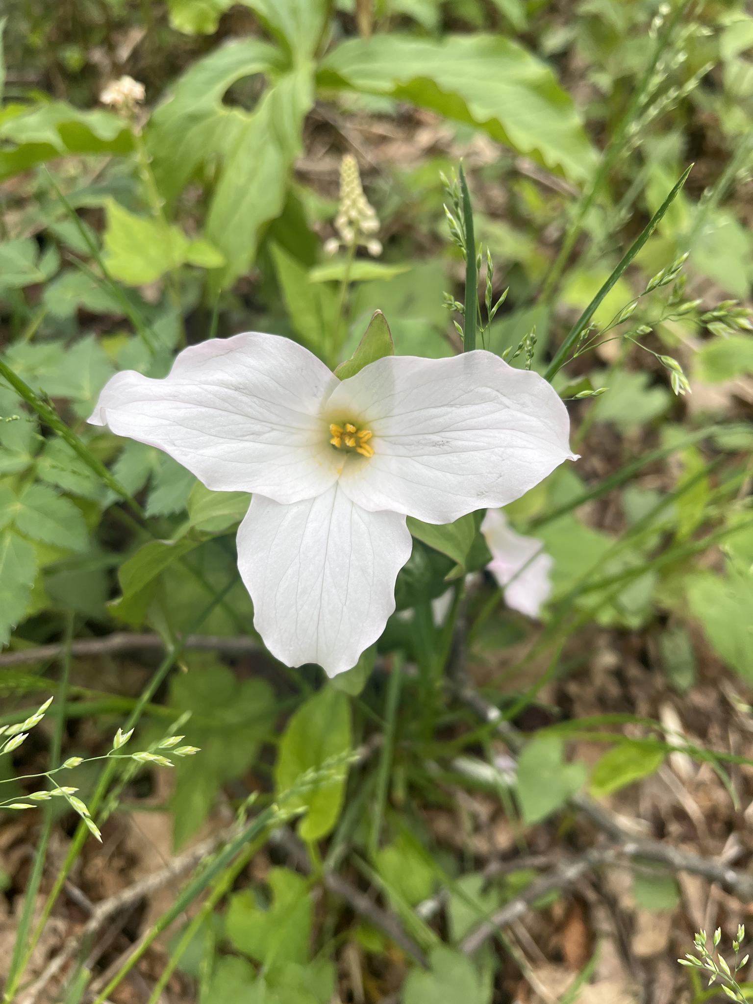 Close-up of a white trillium flower with a yellow center amidst green foliage.