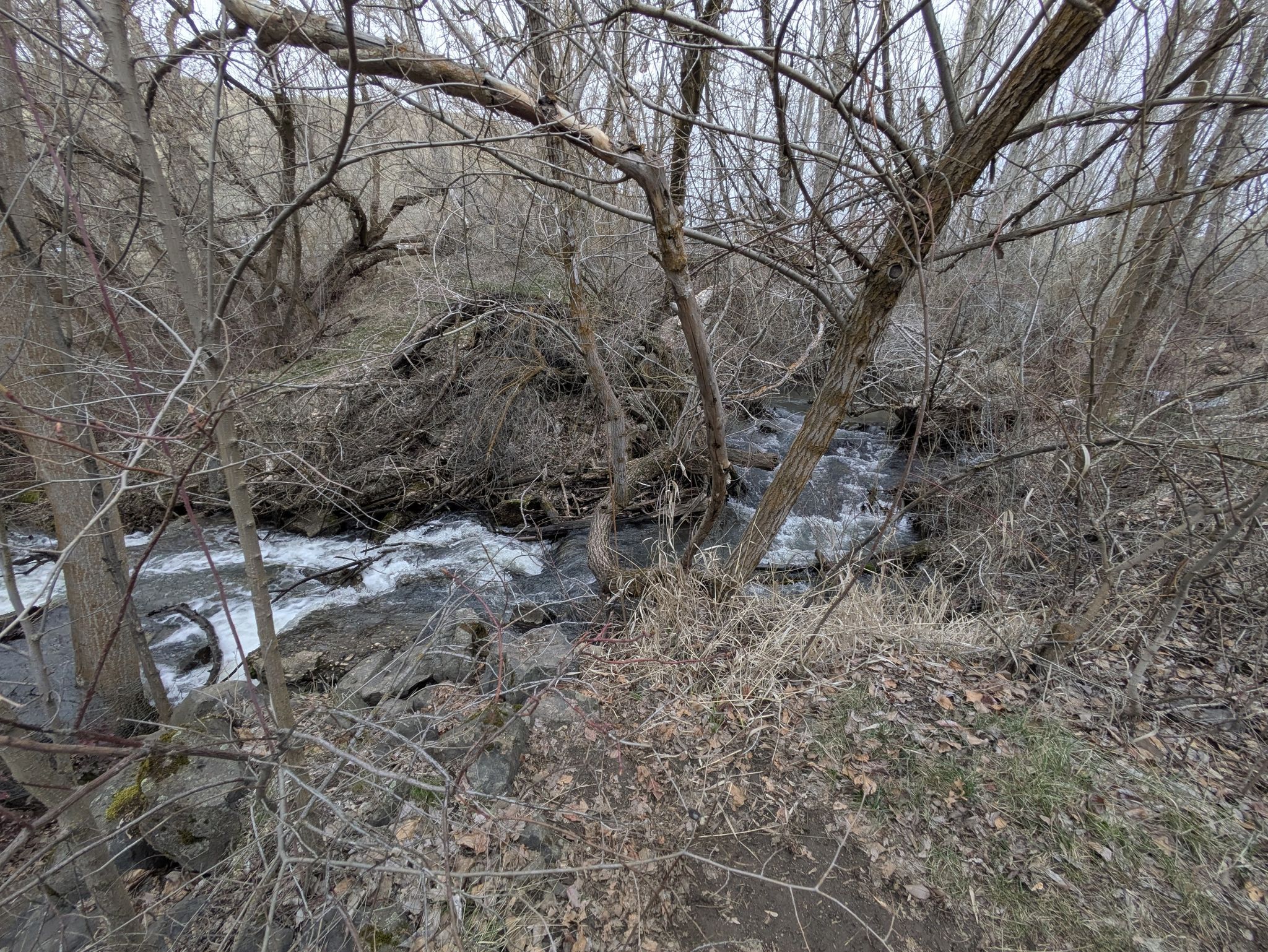 Rushing stream flowing through a dense, bare forest on an overcast day. - Bucktail, Shane's, and the Central Ridge Trails