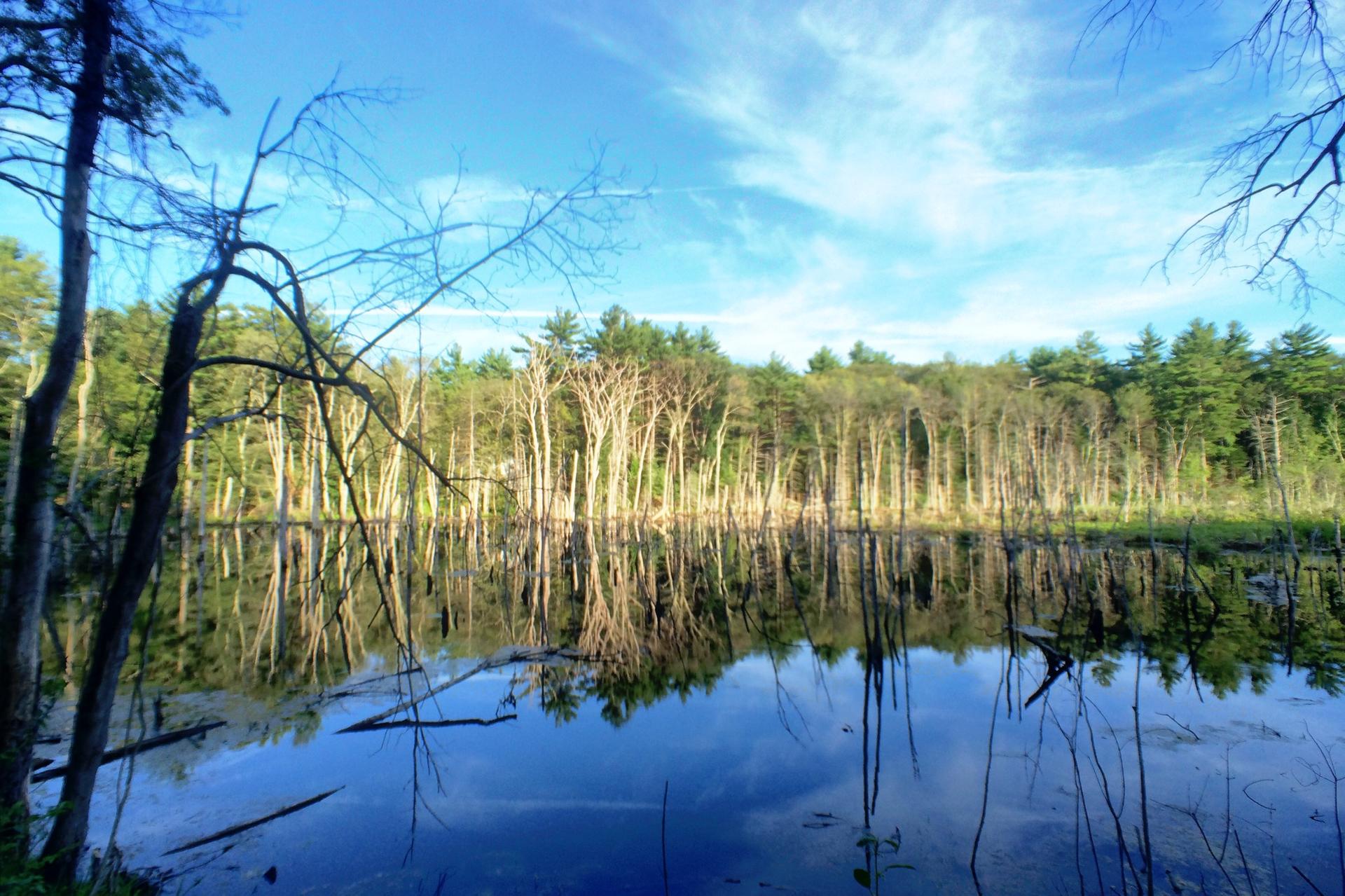 A still pond reflects a forest of bare and green trees under a blue sky.