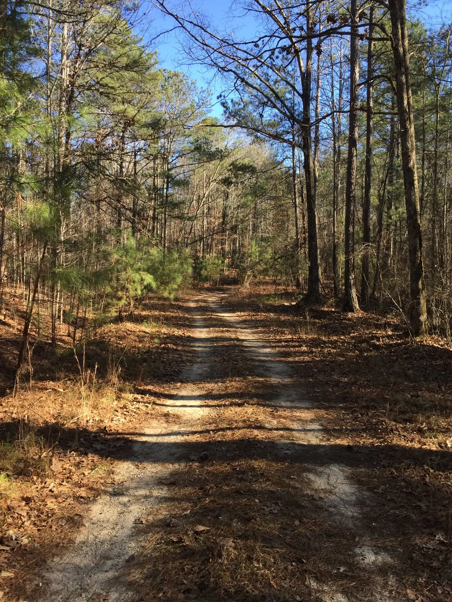 Dirt path winding through a sun-dappled, sparse winter forest.