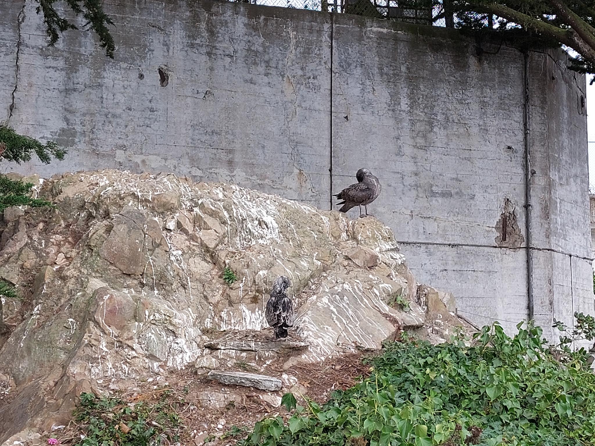 Two birds on a guano-covered rock formation by a concrete wall.