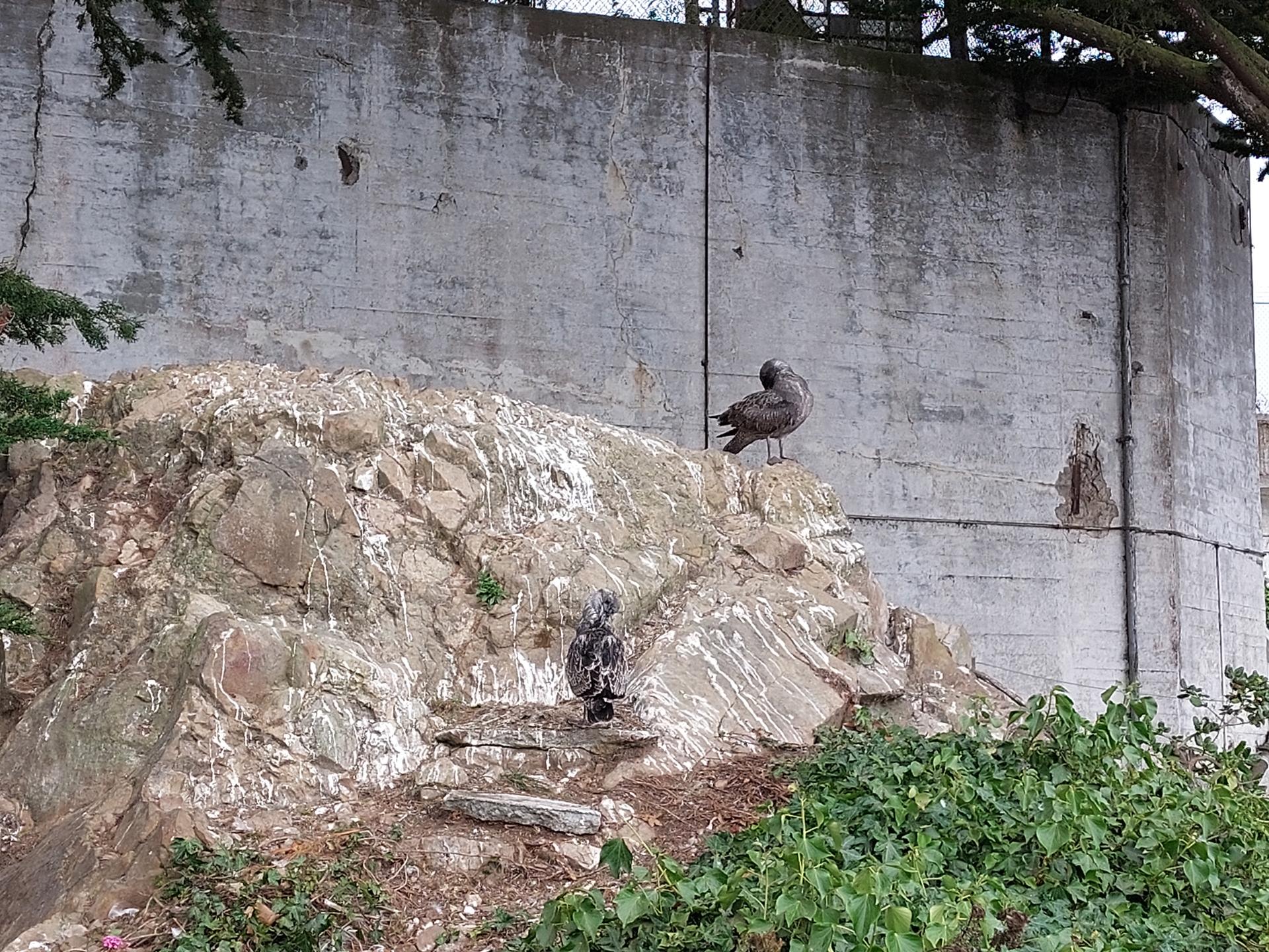 Two birds on a guano-covered rock formation by a concrete wall.