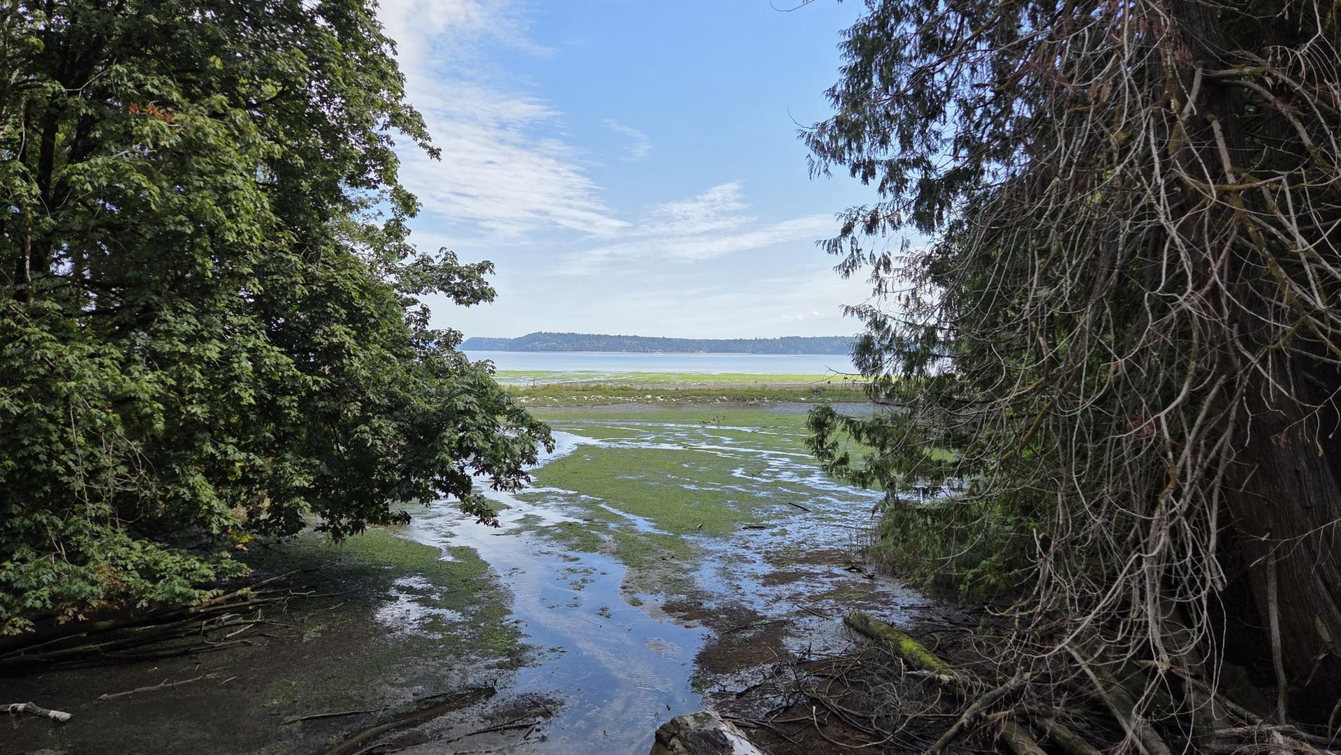 Sunny view of a green marshland and distant water framed by trees.