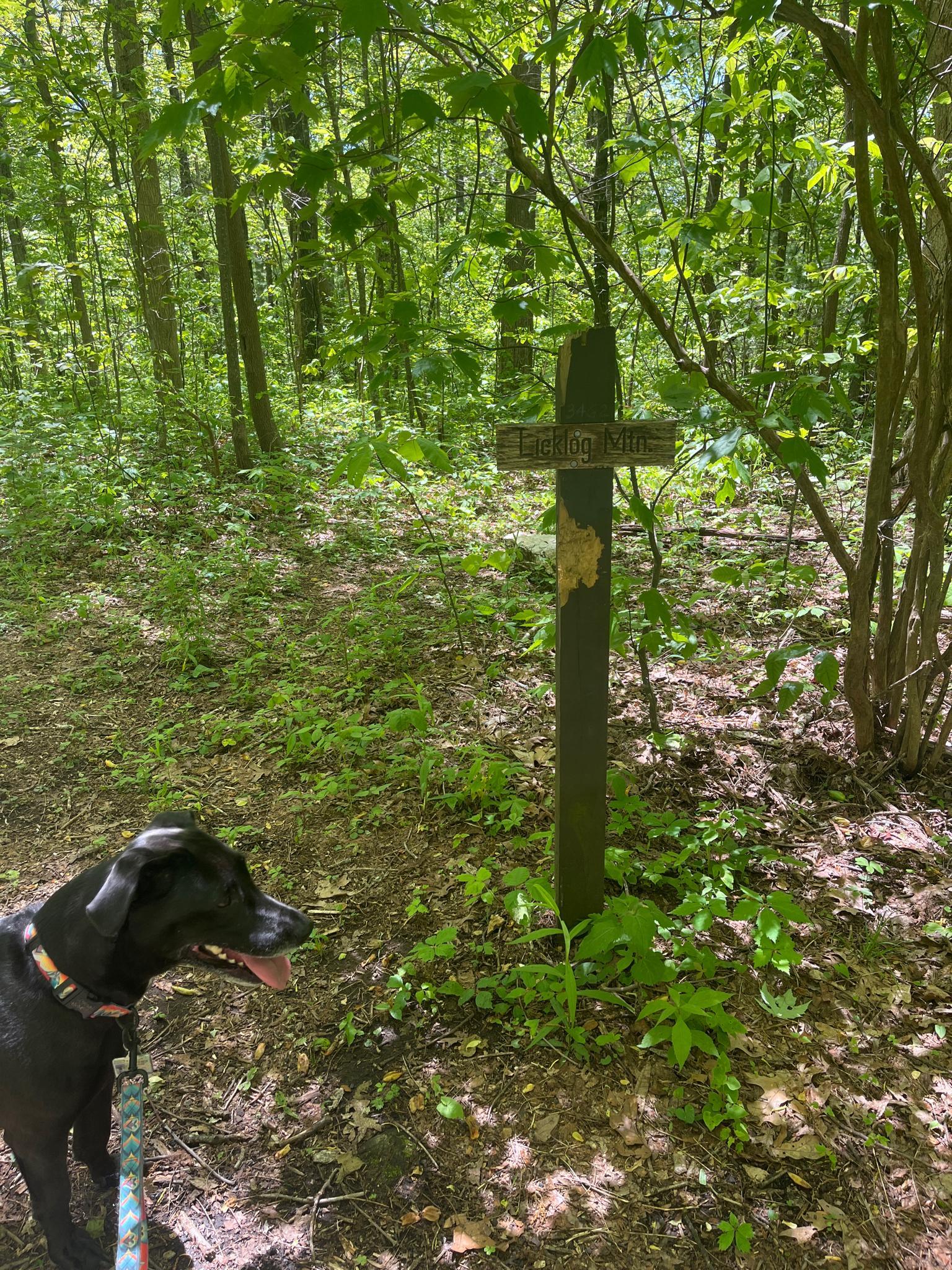 A black dog looks at a wooden trail sign in a sunlit green forest.