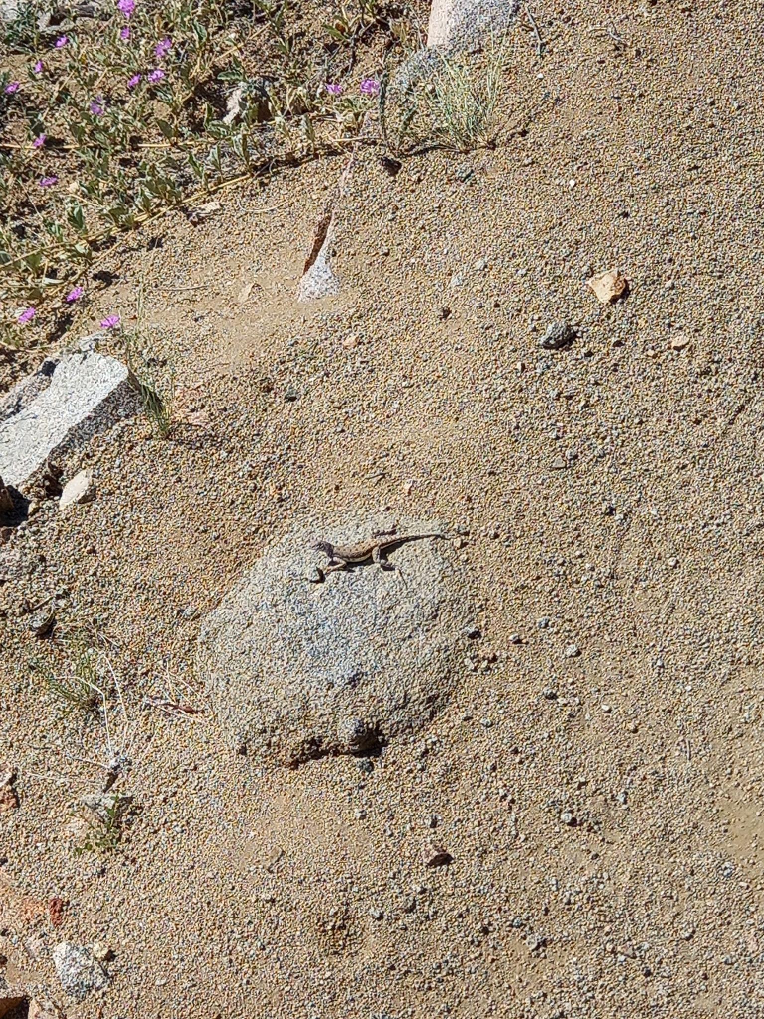 A small lizard rests on a rock on sandy ground in bright sunlight.