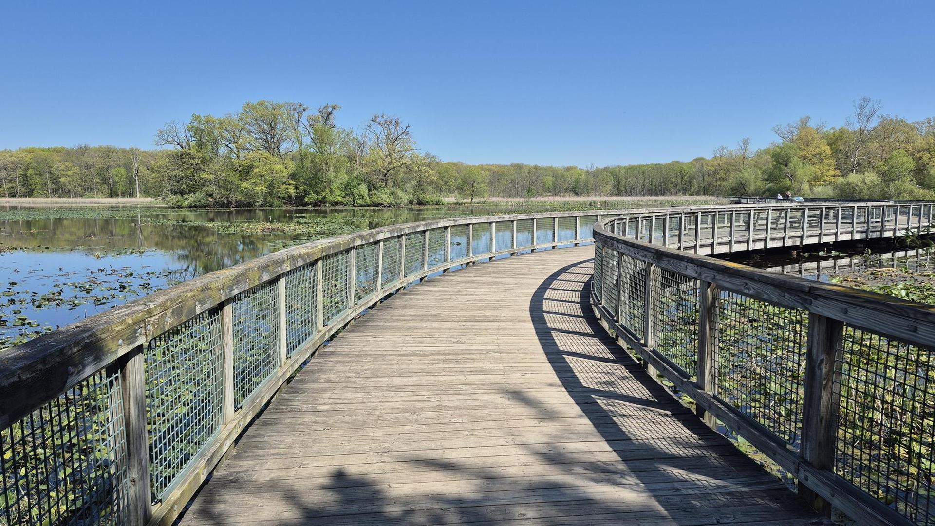 Curved wooden boardwalk over a lake with lily pads under a clear blue sky.