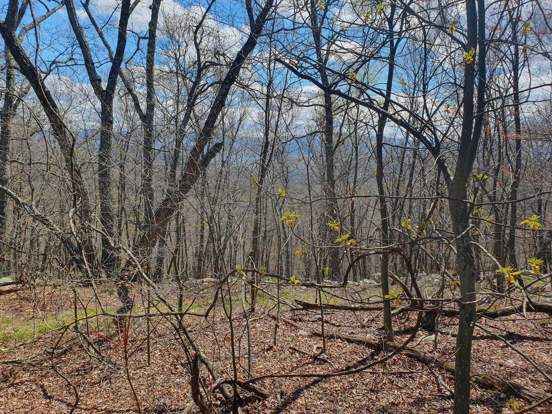 Sunny forest with bare trees and new green growth on a hillside.