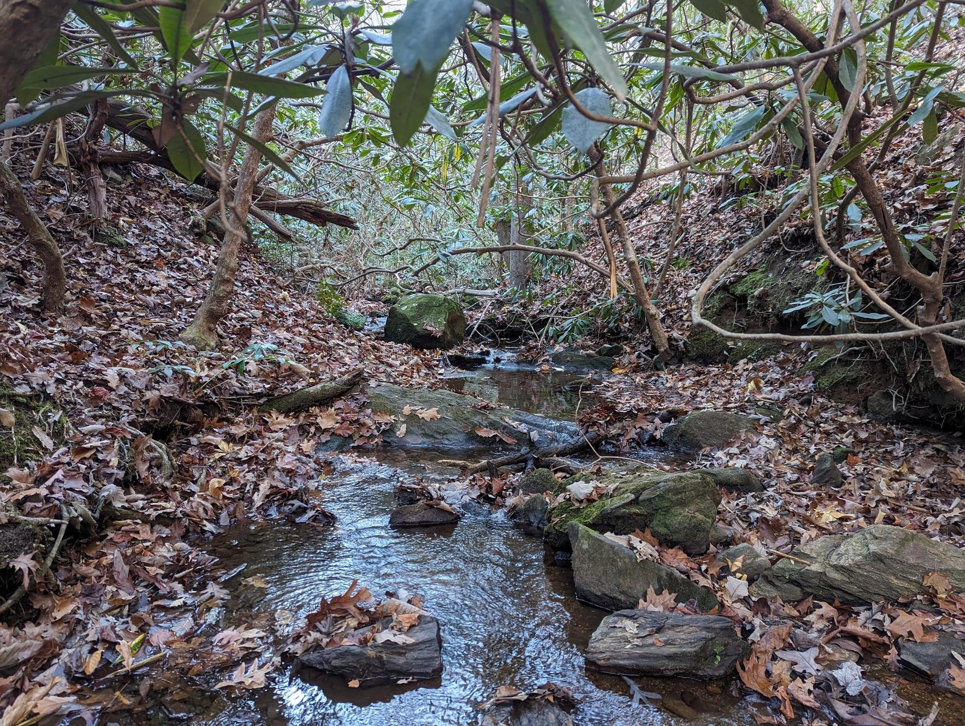 A small stream flows over rocks through a leaf-covered forest.