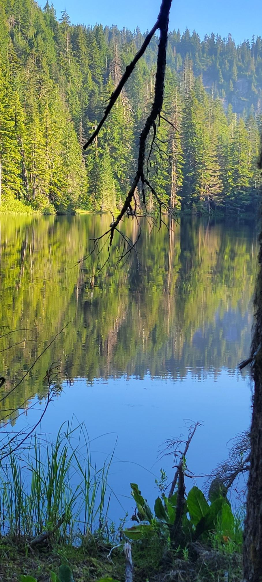 Sunny forest lake reflecting green trees, with branches in the foreground.