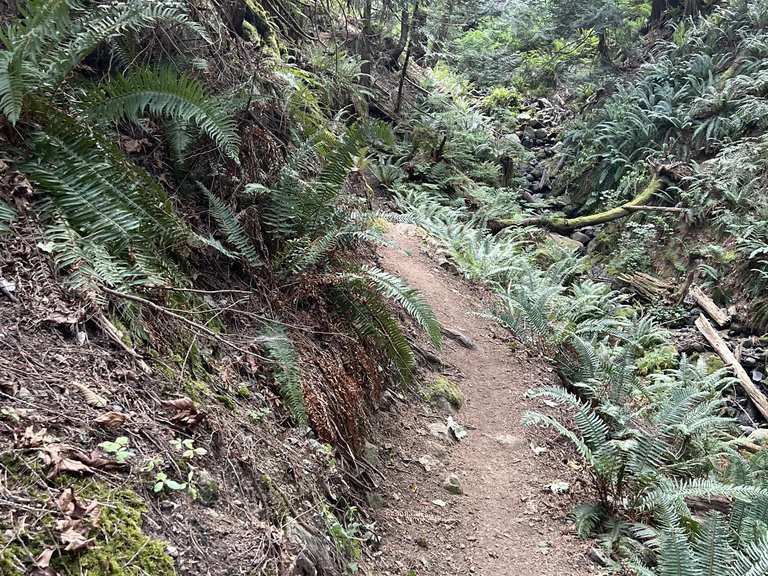 Whyte Lake via Baden Powell Trail — Whyte Lake Park | Wanderung | Komoot
