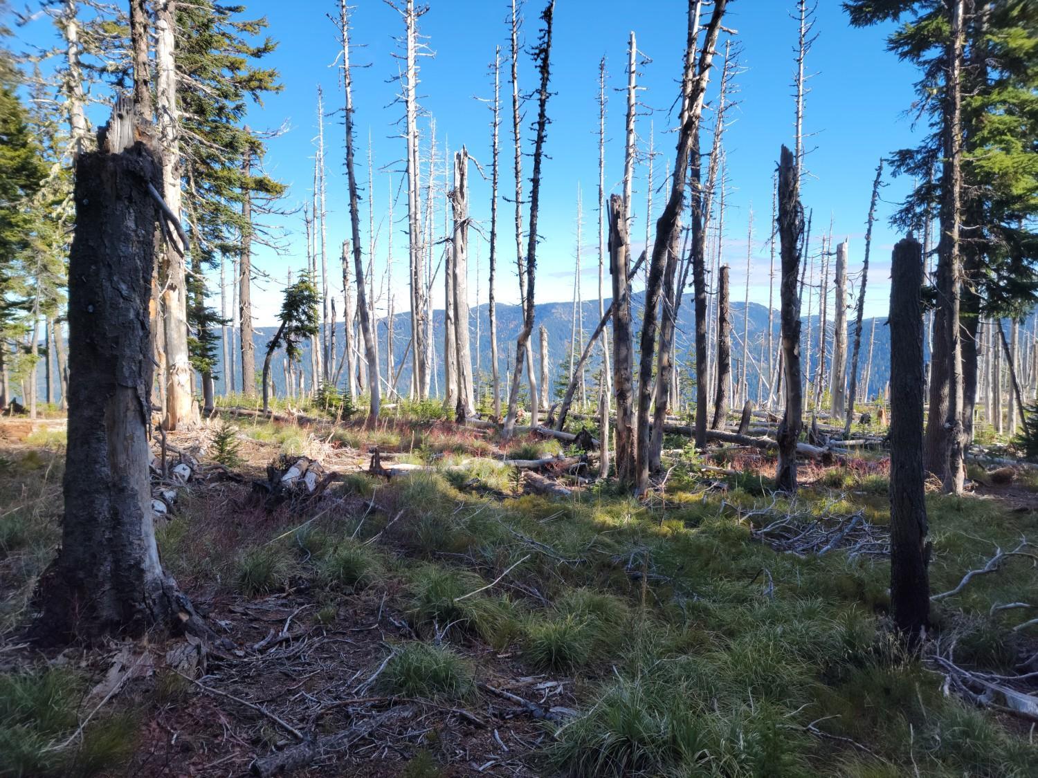 A forest floor with green grass and many dead tree trunks and stumps.