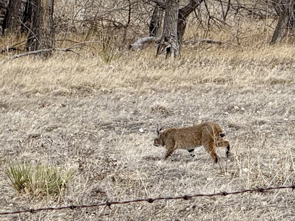 A bobcat walks through a dry, grassy field under bright daylight.