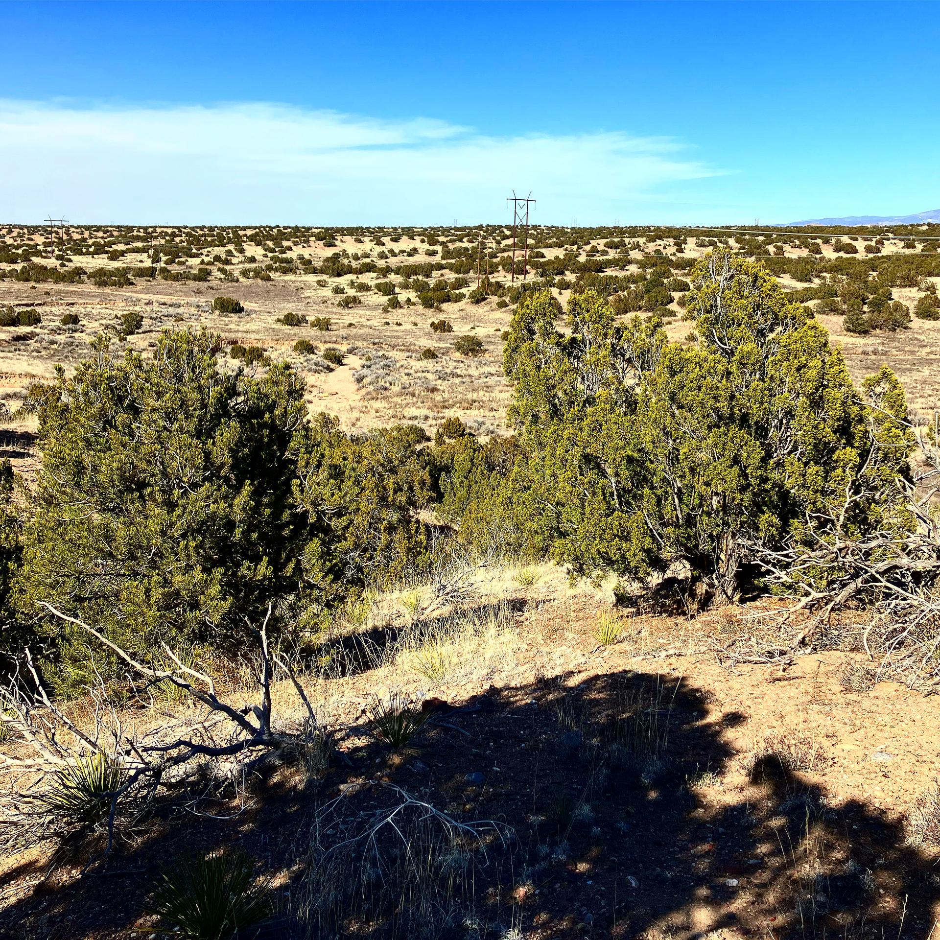 Arid landscape with green scrub and trees under a clear blue sky.