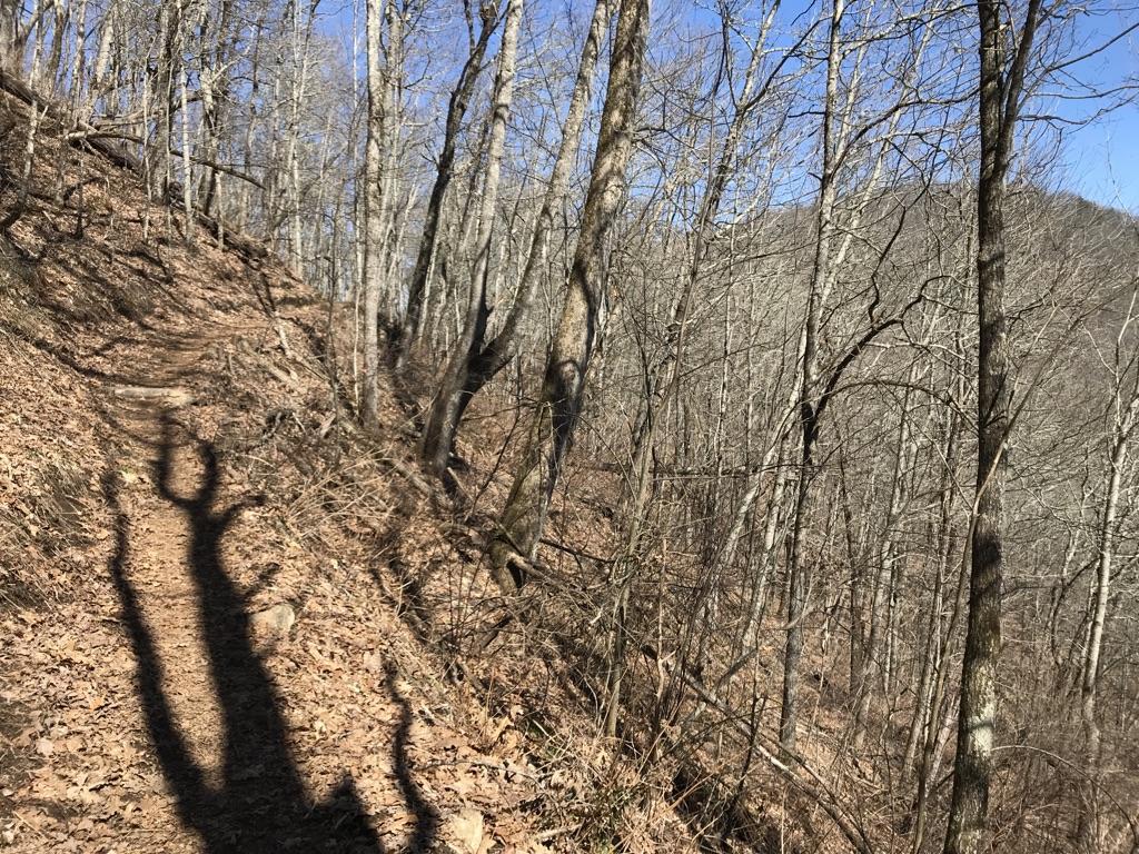 Long shadows of people on a leaf-covered trail through a bare forest.