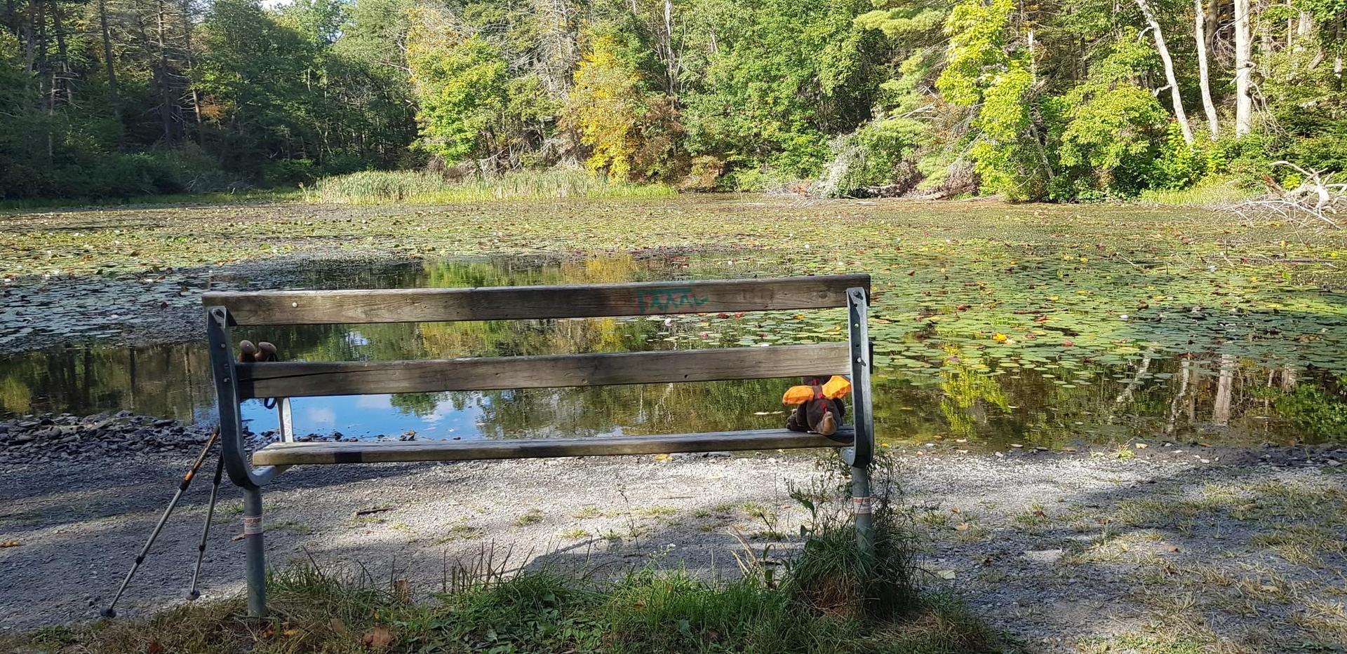 A wooden bench overlooks a lily pad covered pond in sunny woods.