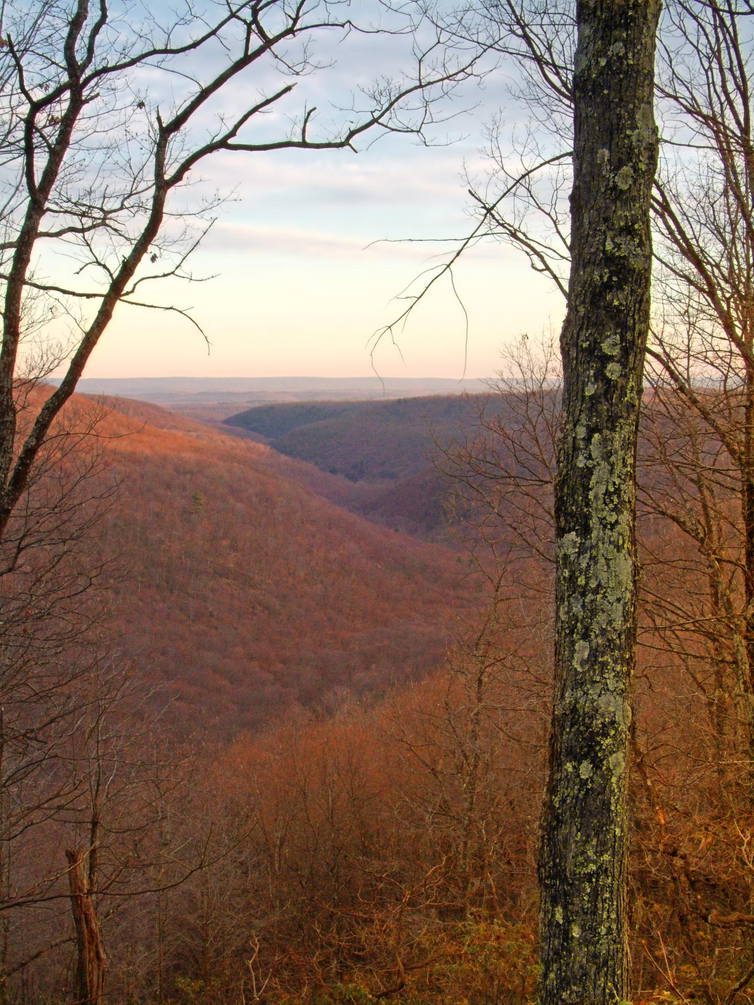 A vast valley with bare trees and soft light at dusk.