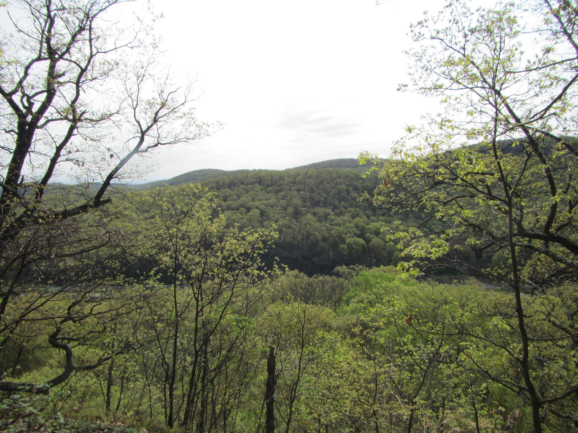 Dense green forest covers rolling hills under a bright, cloudy sky.