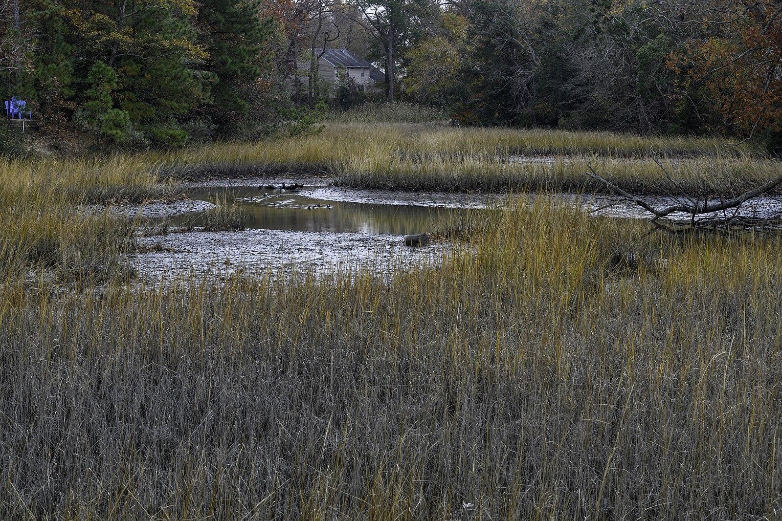 A marshy landscape with tall dry grass, muddy water channels, and distant trees.