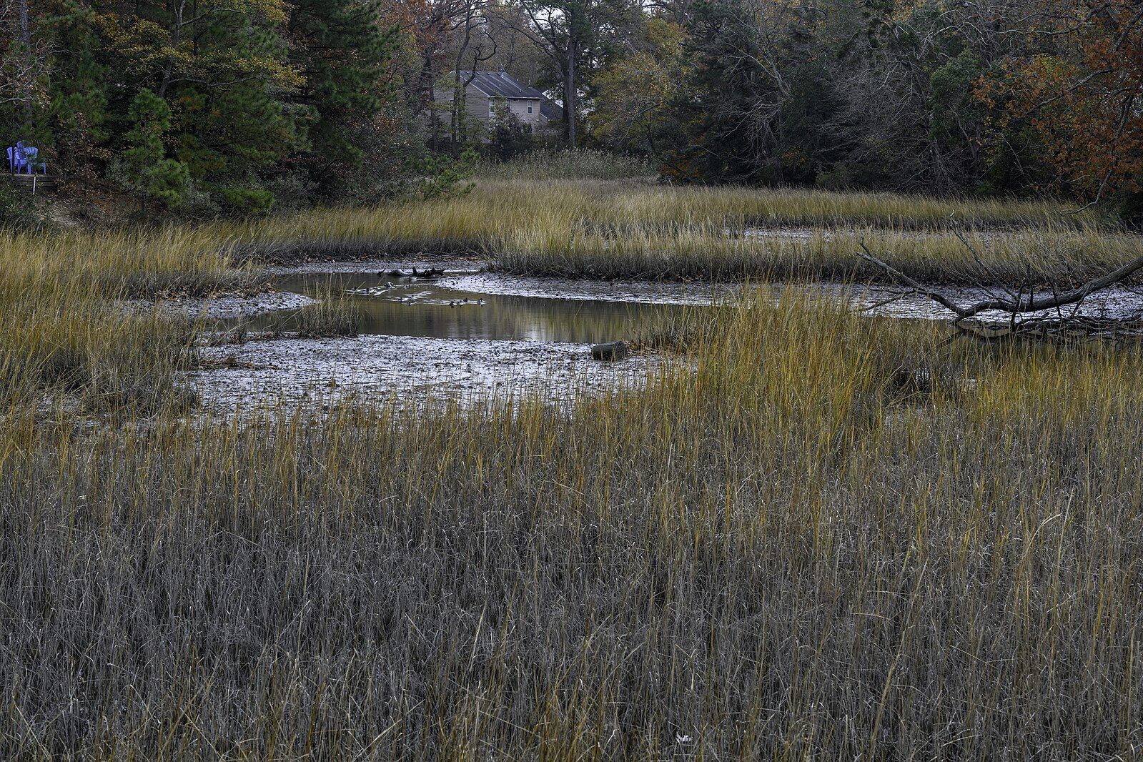 A marshy landscape with tall dry grass, muddy water channels, and distant trees. - Portsmouth to Churchland, Virginia loop