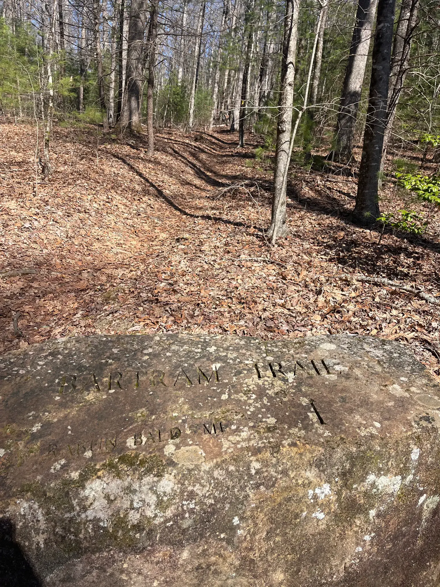 Engraved rock marker beside a sunlit forest path covered in fallen leaves.