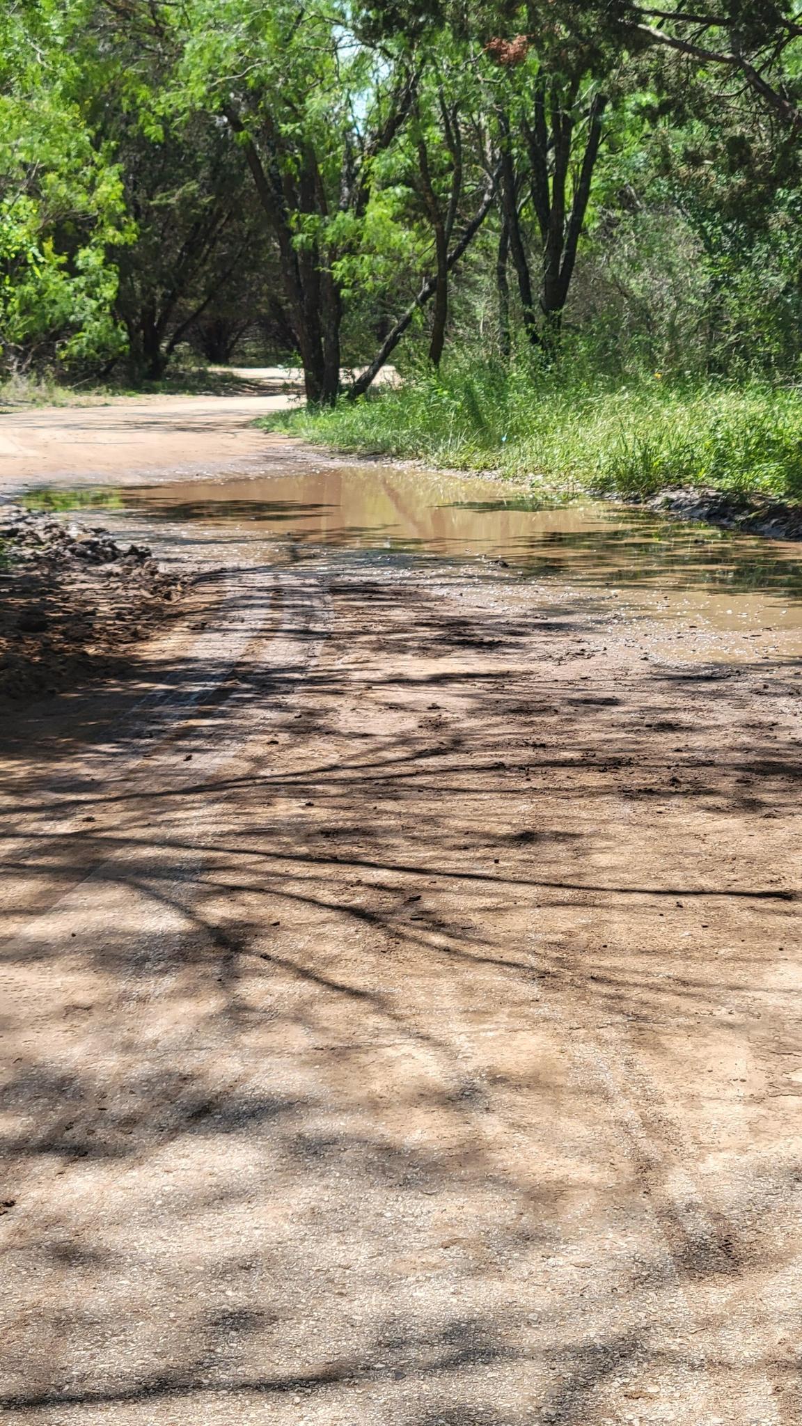 Muddy dirt path with a large puddle, surrounded by green trees in sunlight.