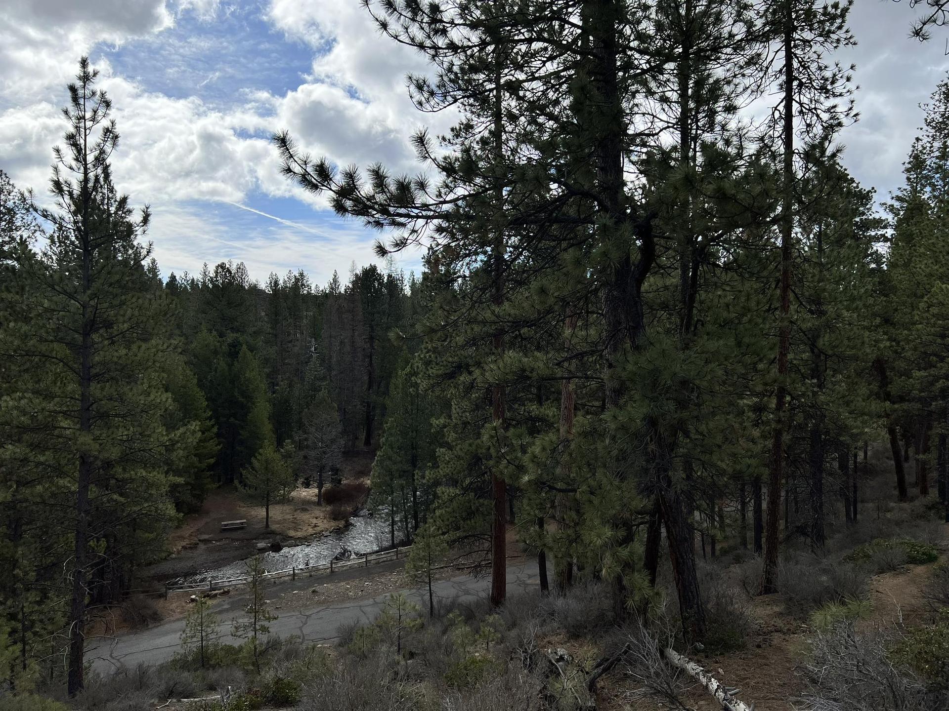A dense pine forest overlooks a winding river or road under a cloudy sky.