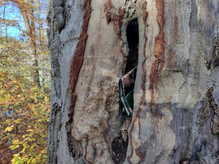 Doomed beech tree Routes for Walking and Hiking | Komoot