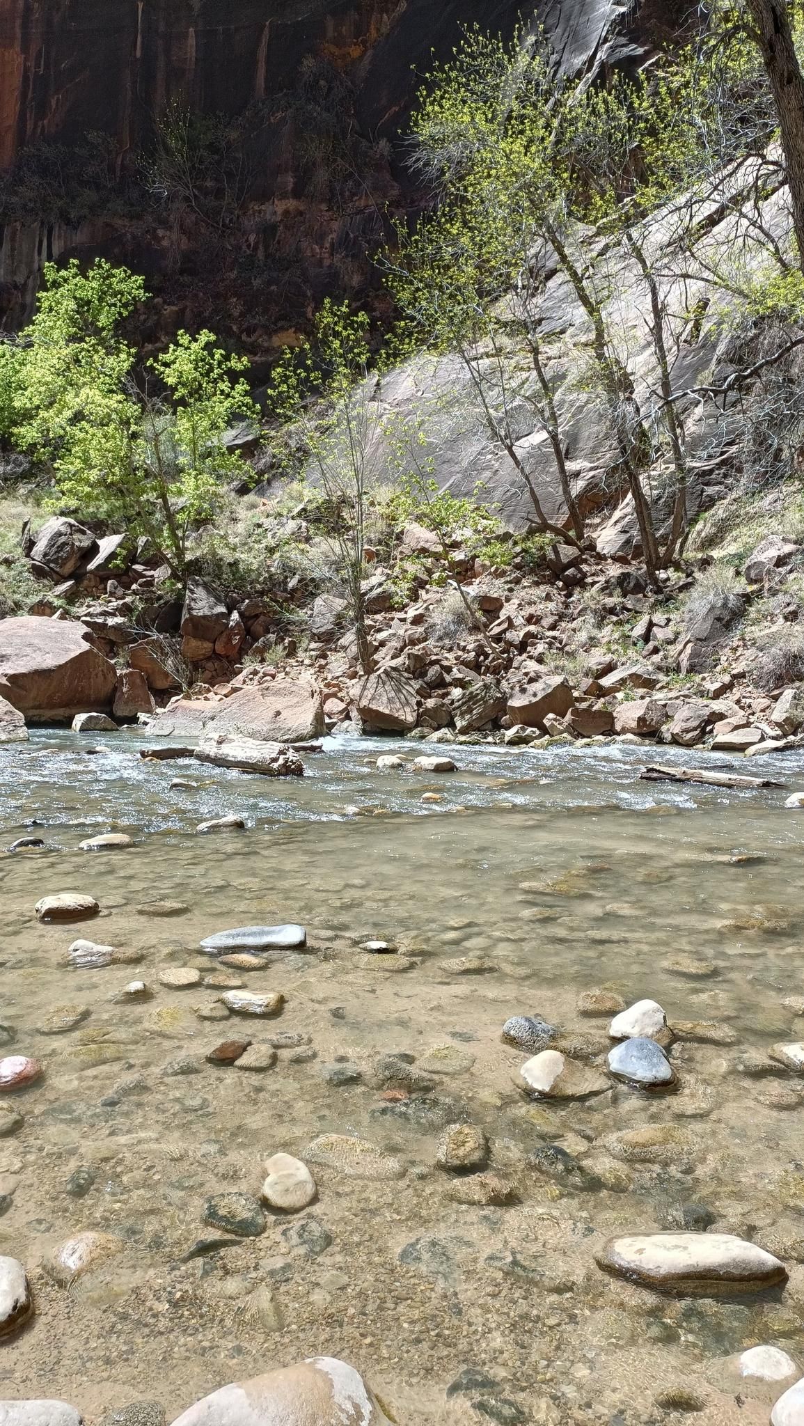 Clear river flows over rocks, green trees line the steep, rocky bank. - The Narrows: Bottom-Up Day Hike