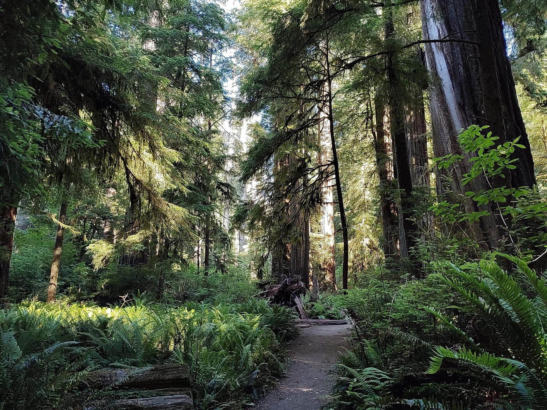 A person walks on a sun-dappled dirt path through a dense forest.