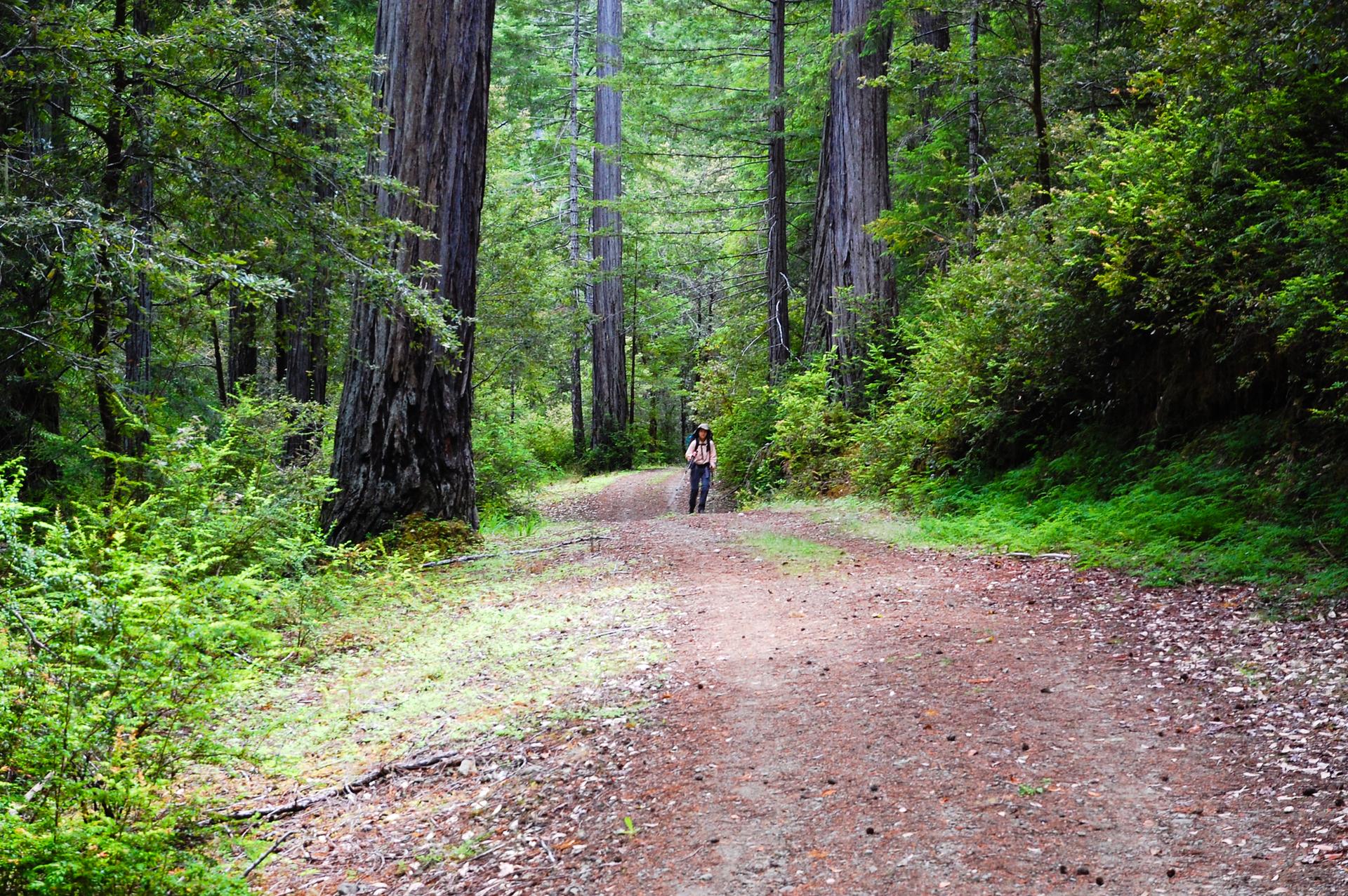 A person walks on a wide dirt path through a lush, green forest.