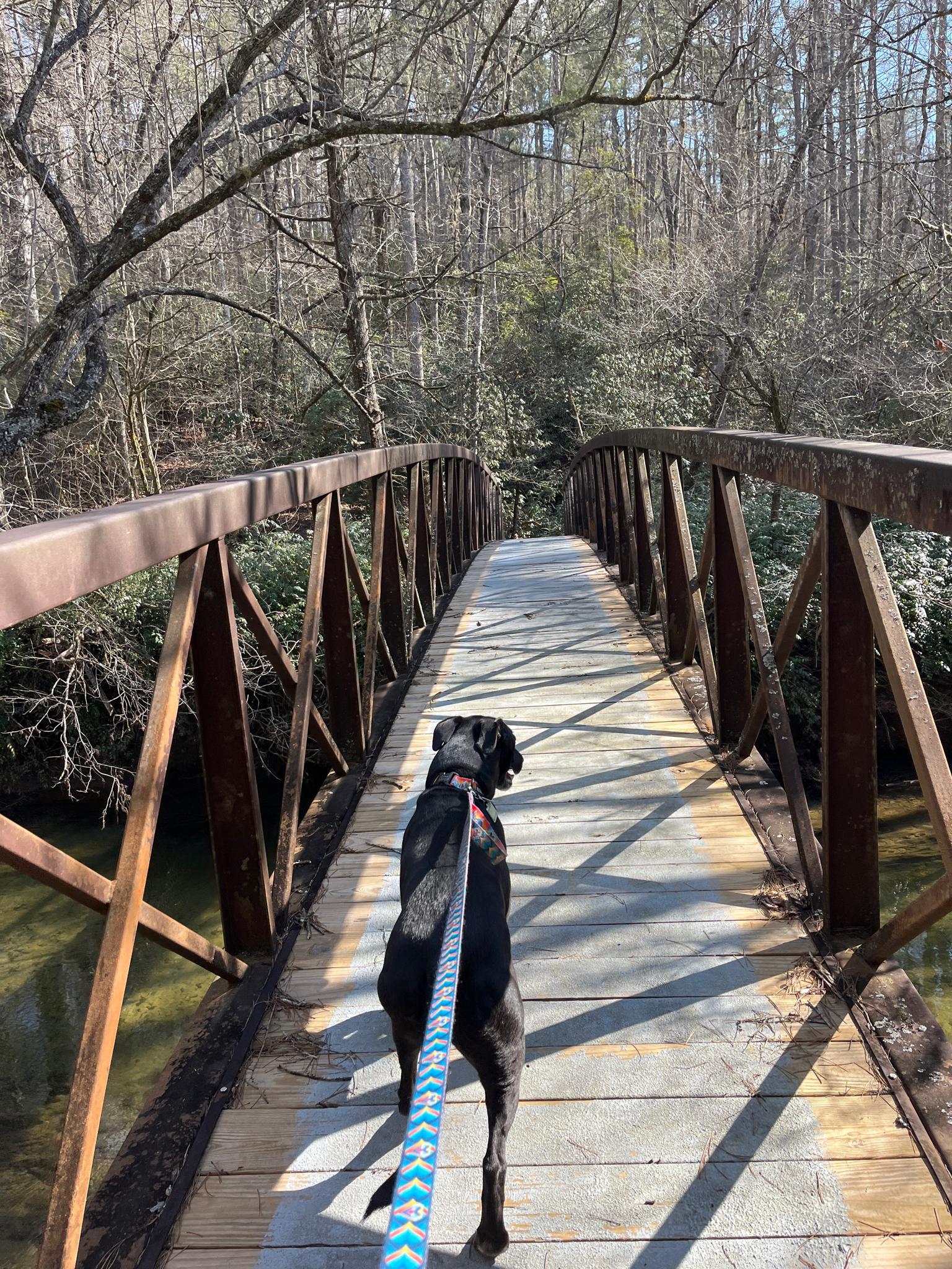 A black dog on a leash walks across a metal bridge over water.