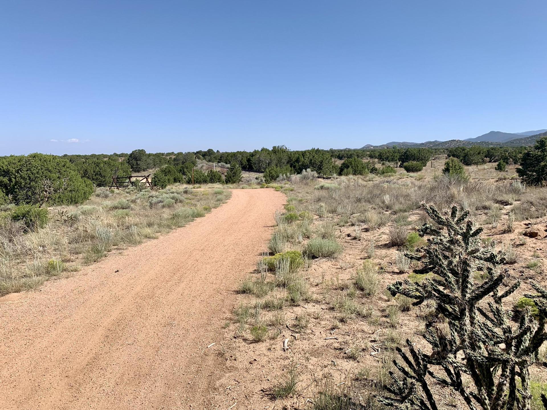 A dirt path stretches through arid scrubland with a cholla cactus in the foreground.