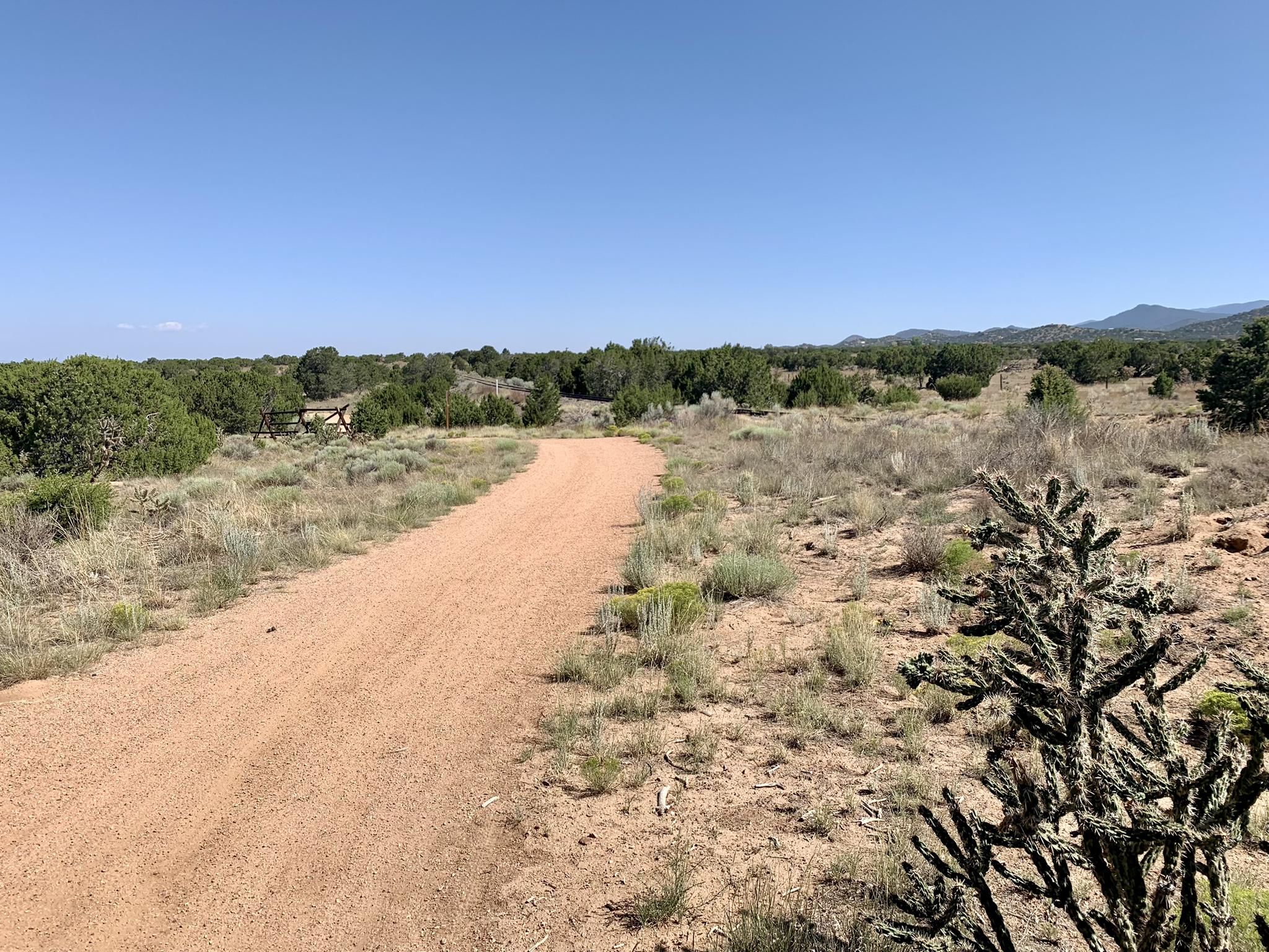 A dirt path stretches through arid scrubland with a cholla cactus in the foreground. - Running loop from Rail Trail Parking
