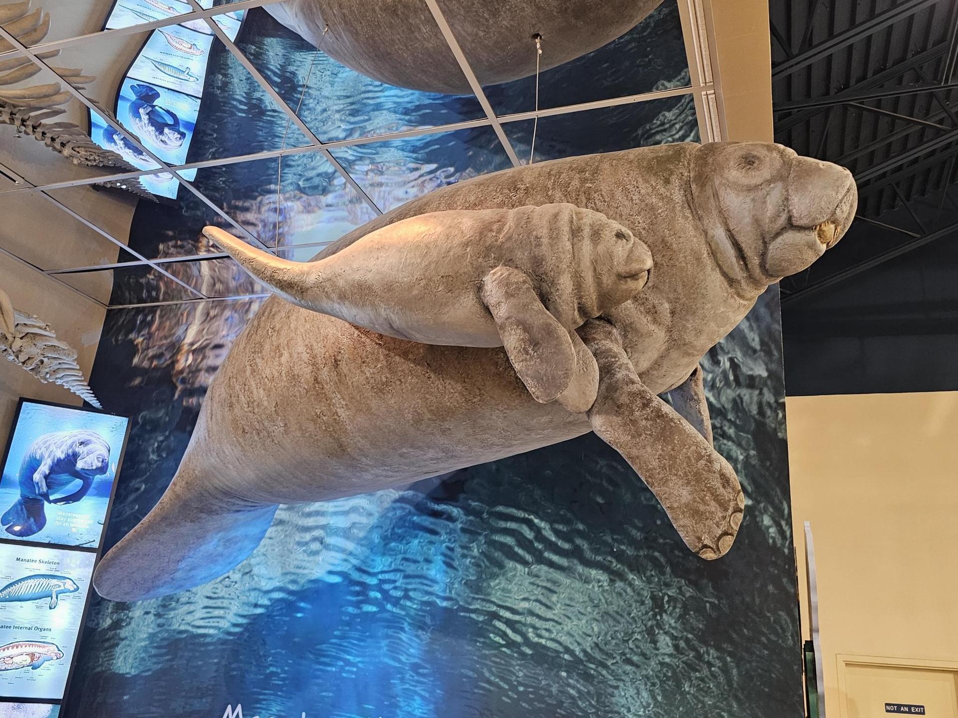 Two manatee models, an adult and a calf, hanging indoors.