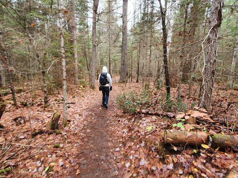 Two Rivers Trail loop — Algonquin Provincial Park | escursione | komoot
