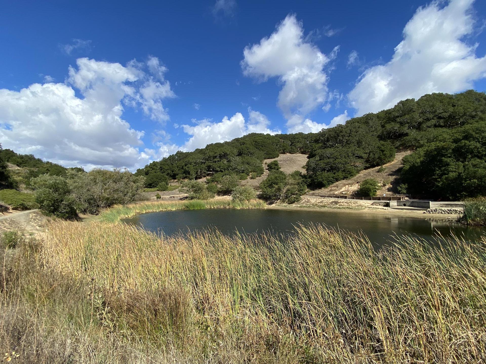 Sunny lake with tall golden reeds and green hills under a blue sky.