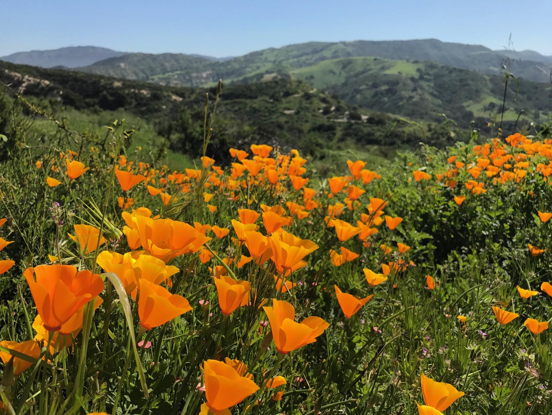 Vibrant orange poppies fill a sunlit field with green rolling hills in background.