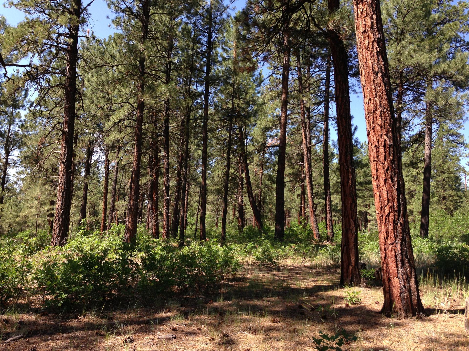 Dense pine forest with tall trees and sunlit undergrowth on a clear day.