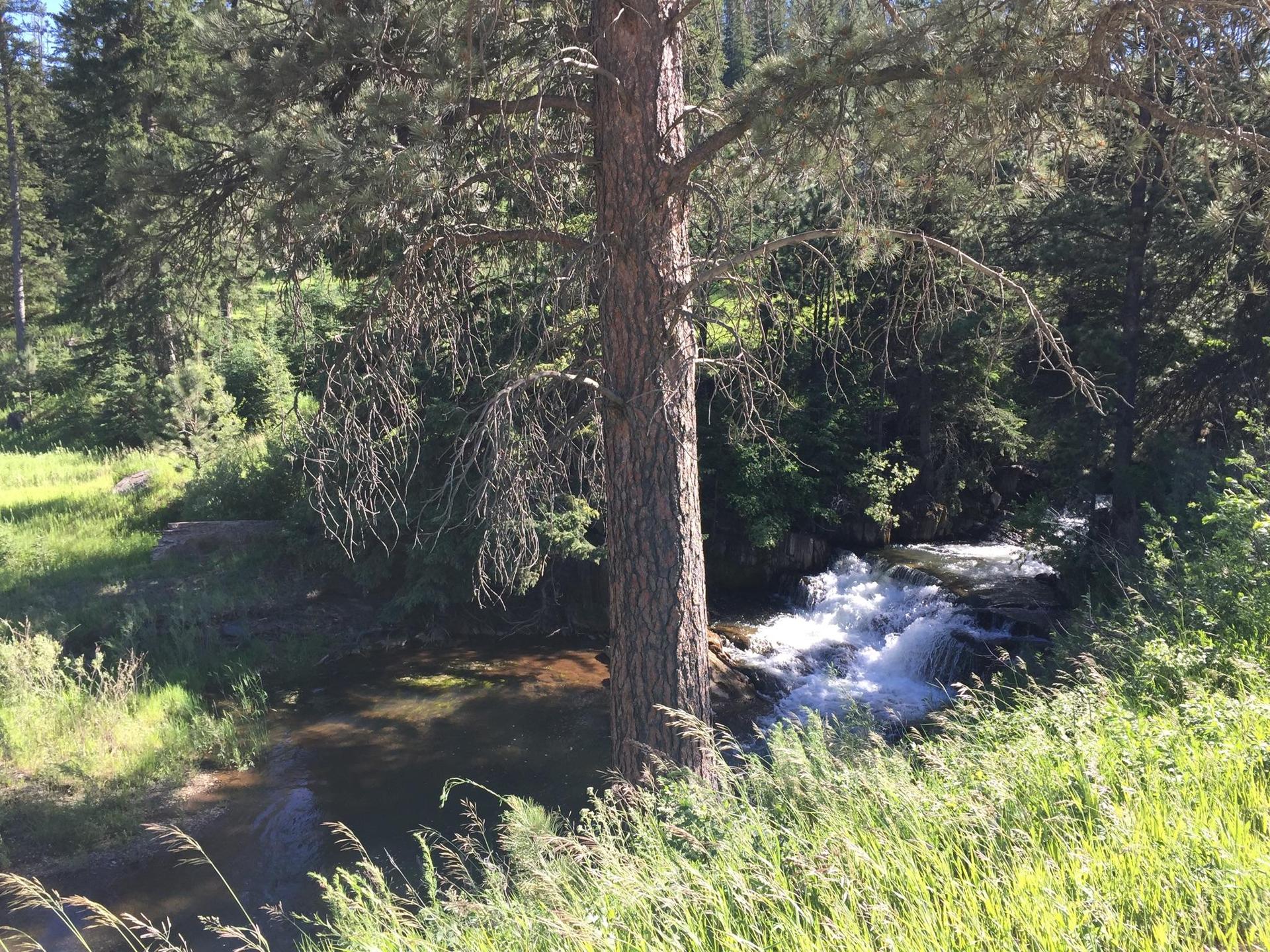 A large pine tree stands beside a rushing stream in a sunny forest.